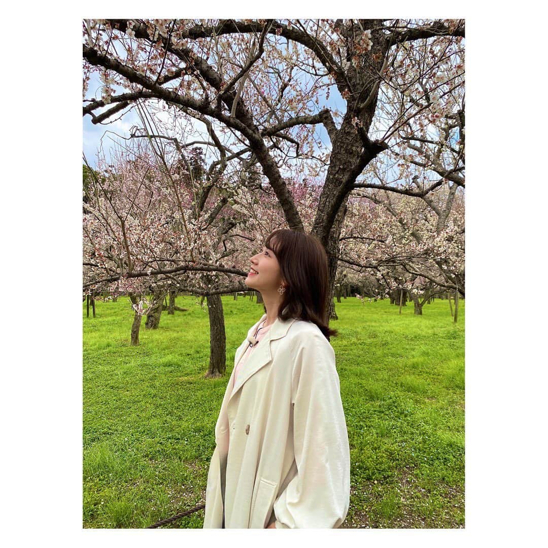柴田平美のインスタグラム：「偕楽園 の梅は やっぱり美しい🌸  えりかカメラマンが 梅と撮ってくれました🌸  #偕楽園 #梅まつり #茨城 #いっとこ #アナウンサー」