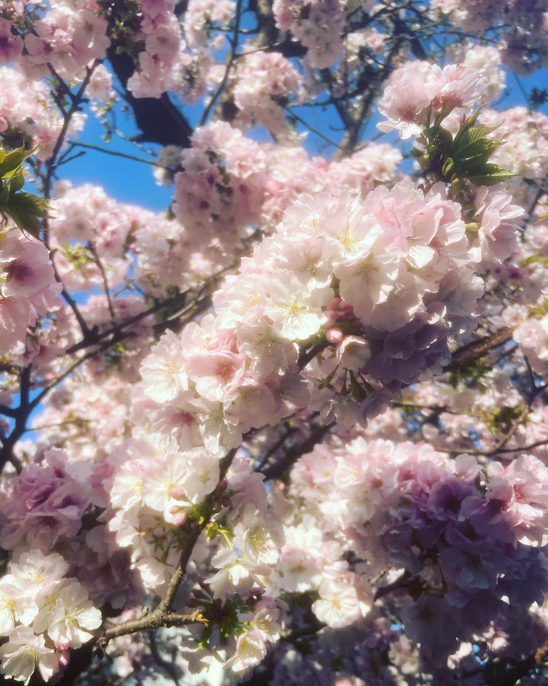 小林 ディスカスさんのインスタグラム写真 - (小林 ディスカスInstagram)「八重桜がキレイ過ぎて…。  今日は、 やっと太陽が見れましたねっ！ 👱🏽‍♂️💙🌞💙🌸  やっぱり晴れは、 最高テンションっ！！  #tokyo #japan #fashion #beauty #東京ライフ #晴れ #八重桜 #cherryblossom #桜」3月29日 18時47分 - discus_kobayashi