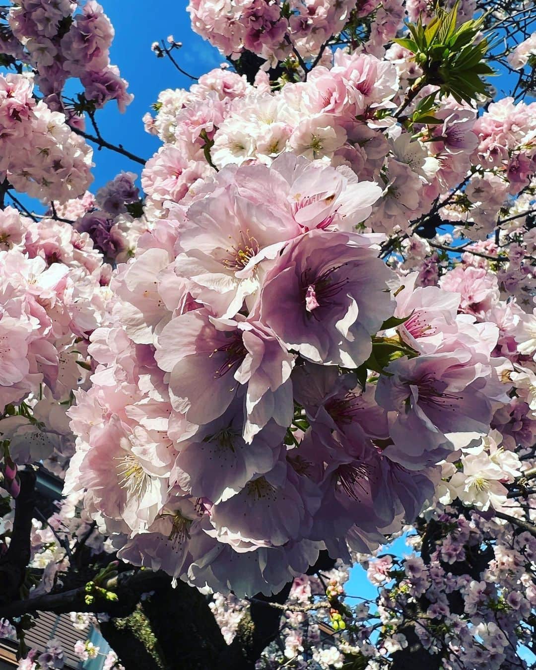小林 ディスカスさんのインスタグラム写真 - (小林 ディスカスInstagram)「八重桜がキレイ過ぎて…。  今日は、 やっと太陽が見れましたねっ！ 👱🏽‍♂️💙🌞💙🌸  やっぱり晴れは、 最高テンションっ！！  #tokyo #japan #fashion #beauty #東京ライフ #晴れ #八重桜 #cherryblossom #桜」3月29日 18時47分 - discus_kobayashi