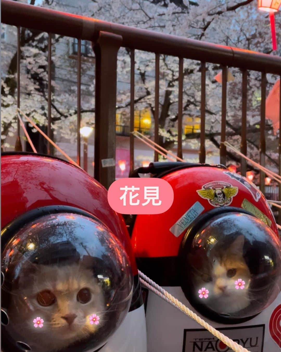 高木裕介さんのインスタグラム写真 - (高木裕介Instagram)「@maru_.maruko と花見🌸 珍しく出かけたのに着いたらやはり雨降りましたね☂️😶」3月29日 19時00分 - urealm.takagi_official