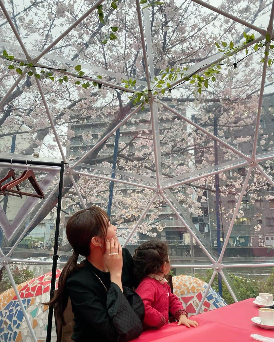 堤友香のインスタグラム：「. ドームの中でお花見🌸 雨も風もしのげて嬉しい☺️   @mi_tiempo   東京のお花見シーズンは まだ冷えますよね🥶  今週末は晴れそうなので まだ桜楽しめるかな😆  #桜 #桜スポット #花見スポット #花見 #お花見 #お花見スポット  #tasaki #tasakibalance」