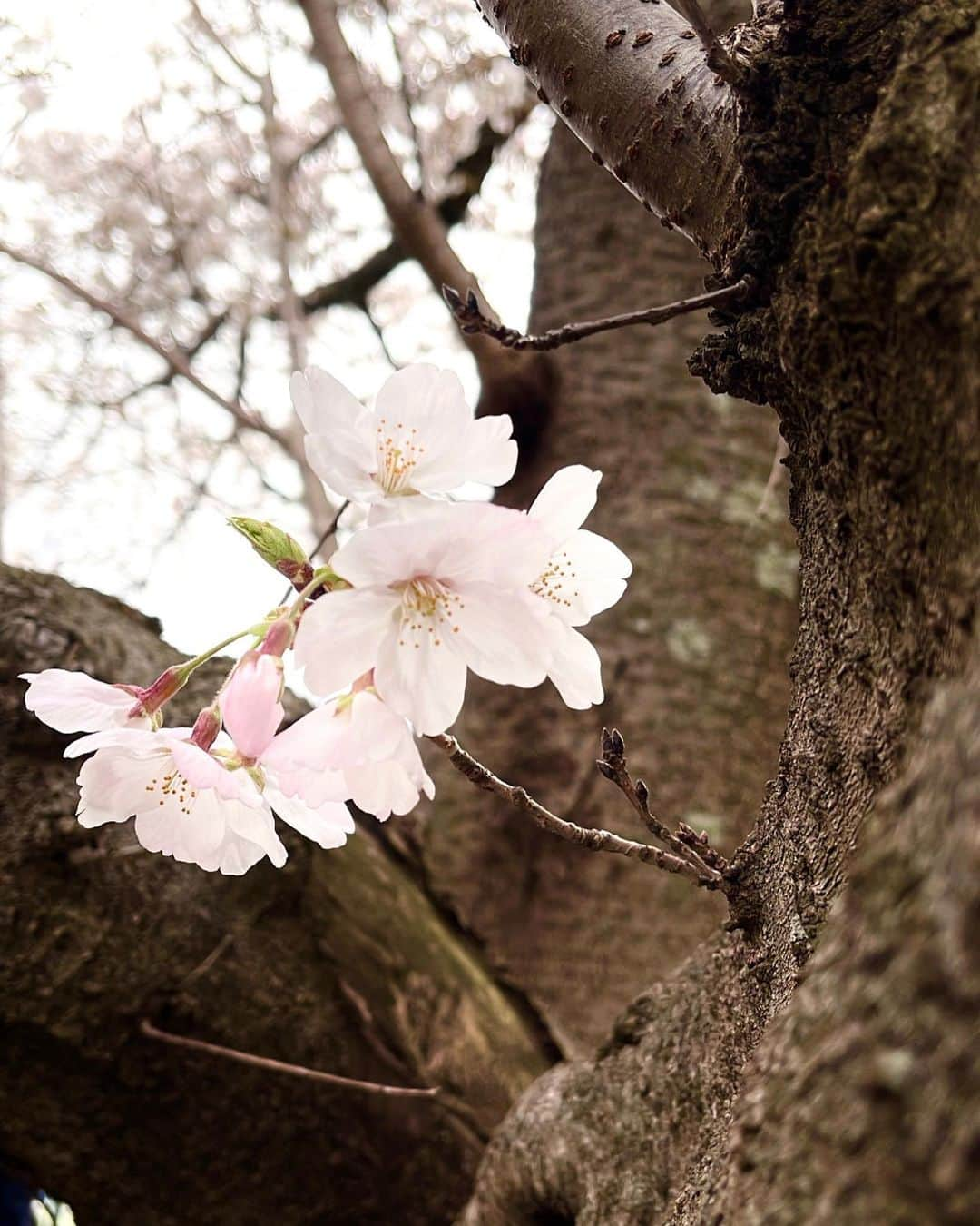 中島颯太さんのインスタグラム写真 - (中島颯太Instagram)「小さく可愛いのがあった🌸  #そた本 たくさんの方に届いてるみたいで 嬉しいです🥹  迷ってる方がいたら是非手に取って欲しいです！ いろんな想いや言葉も載せた一冊になっております！  #fantastics #中島颯太 #そたカメラ」3月29日 19時02分 - sotanakajima_official