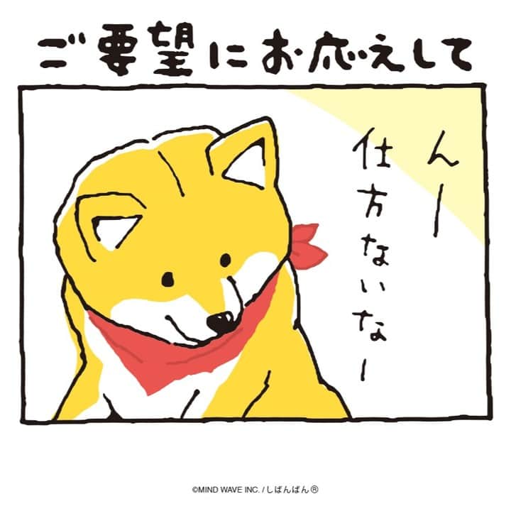オオゴシヤステルのインスタグラム：「🟠183話🟠 ご要望にお応えして  【過去マンガはこちら】 👉 #しばんばんまんが  【翻訳用セリフ】 1コマ：ん〜、仕方がない。 2コマ：付き合ってあげよう。 3コマ：可愛く撮影してください。  #今日のしばんばん #しばんばん #shibanban #むちころばんばん #muchicorobanban #微笑柴犬 #マインドウェイブ #mindwave #オオゴシヤステル #柴犬 #しばいぬ #sibainu」