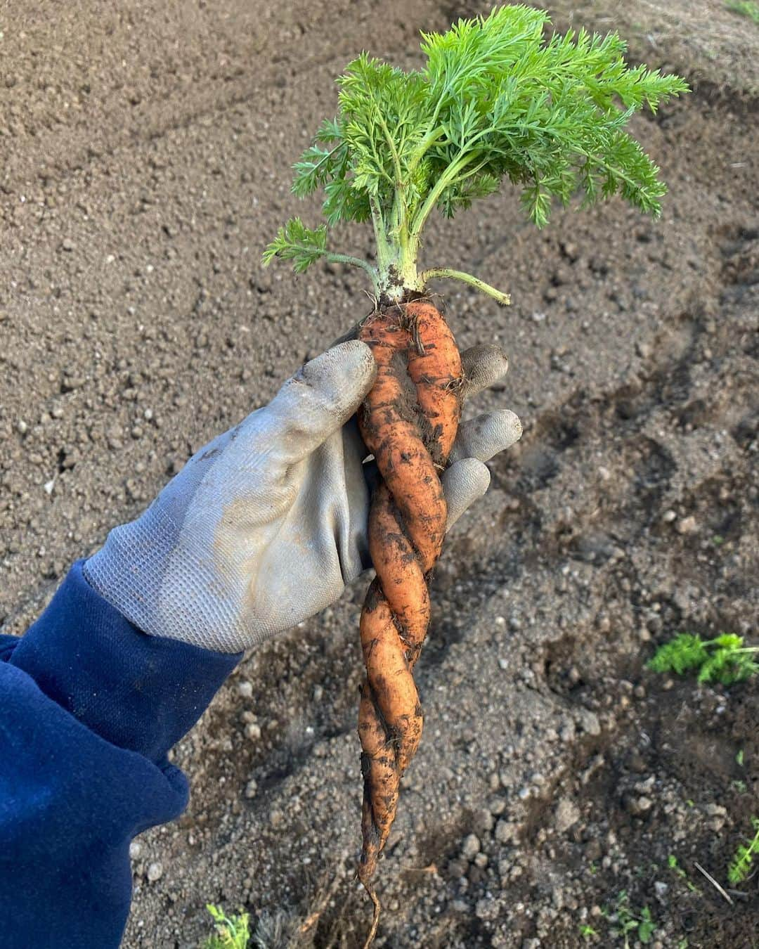 sakuraのインスタグラム：「トルネード人参🌀💕  #farmday」