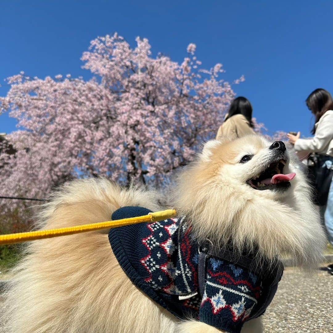 YO!YO!YOSUKEのインスタグラム：「春でごわすぽん🎶  #ポメラニアン #癒し #愛犬 #ペット」