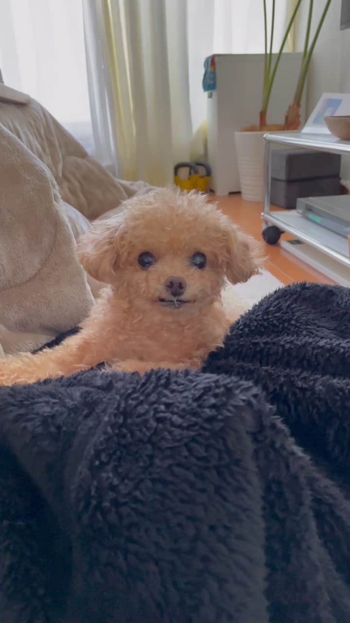 ふわのインスタグラム：「お散歩に誘っても 乗り気がしないふわ。  #toypoodle#toypoodlegram#dogsofinstagram#instadog#doglover#doglife#cutedog#dog#kawaii#fuwamama#ふわもこのふわ#ふわ#トイプードル#ふわもこ部#犬バカ部#親バカ部#犬のいる暮らし#いぬすたぐらむ」