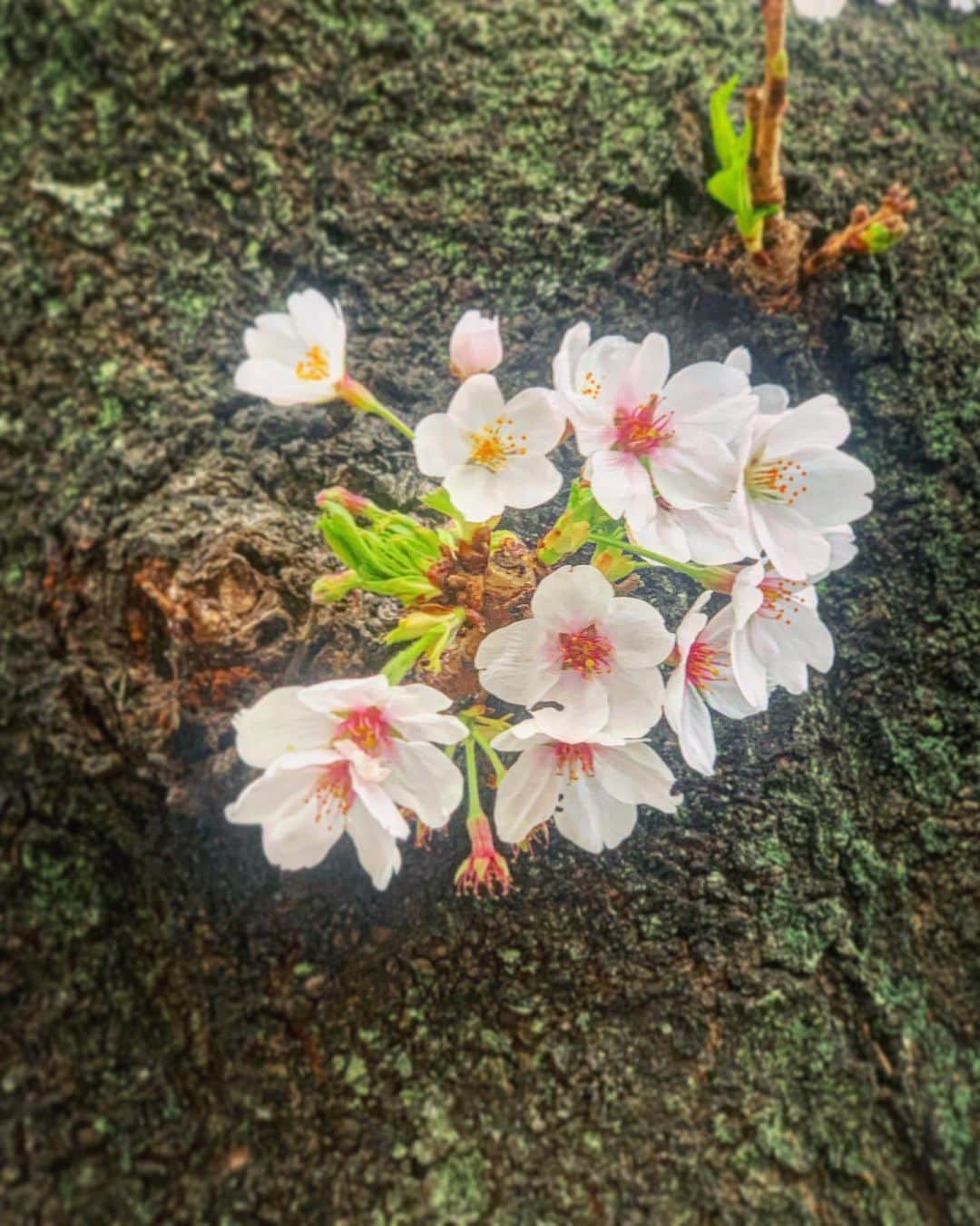 ericaのインスタグラム：「満開の桜の下でひっそり咲く桜が好き。  誰も見ていないかもしれない。 その他の1人なのかもしれない。 でも誇らしく、自分らしく生きている。  誰かに認められる人生ではなくて 自分が生きたい人生を。  十分君は輝いているよ。  #🌸」