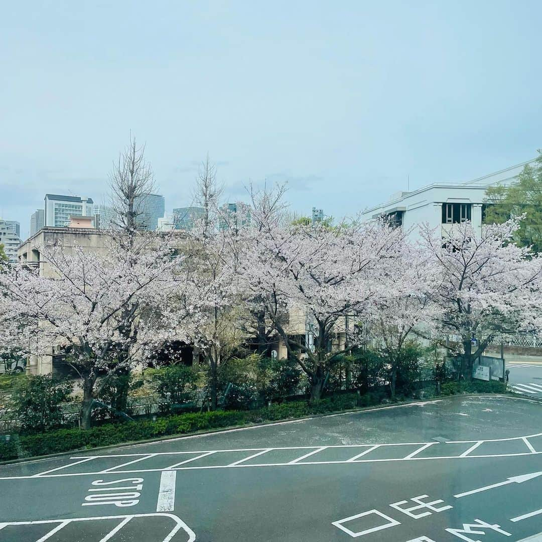 小島亜輝子のインスタグラム：「🌸 ここの桜は息子が生まれる前、ベビーカー乗ってた頃、歩き出した頃、と何度も一緒に見て思い出があります。 今は年一回の受診。 あと何回通うかな。 小児外科はいつかは卒業するから、 「これからtransition だね、少しずつ自分の身体のことを説明できるようにやっていこうね」 と先生からお話ありました。 このプロセスを大事に過ごしていきたい😌  #桜　#2023」