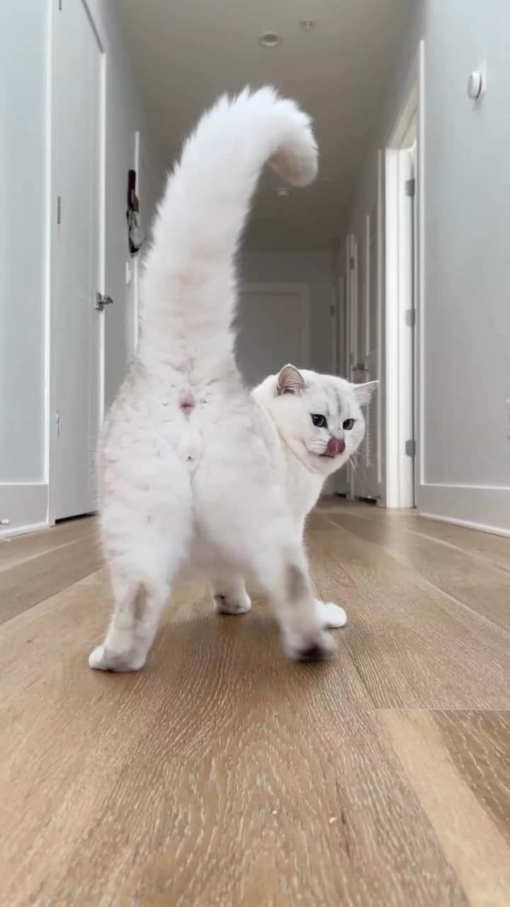 のインスタグラム：「From now on, call me Coby the Rizz Cat」