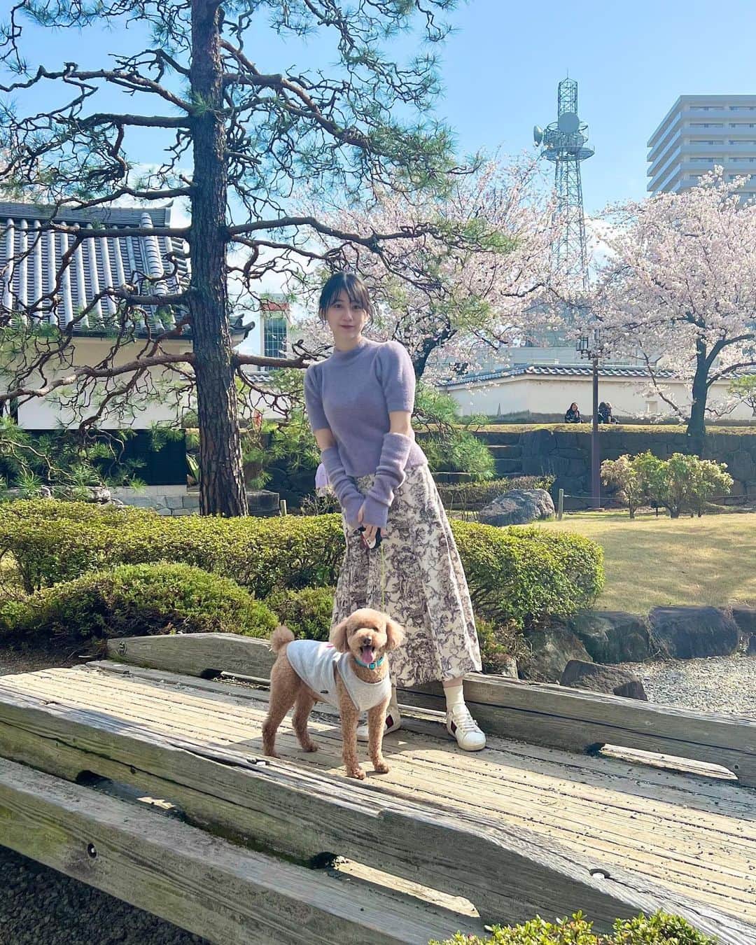 大須賀あみさんのインスタグラム写真 - (大須賀あみInstagram)「素敵な庭園と桜〜🌸 お花や美しい景色ってなんでこんなに心が浄化されるんですかね☺️  また来年も、同じ美しい景色が見れるように元気に頑張ろう！！  (ミルキーの顔可愛すぎる)  #ingni #mystywoman #プチプラコーデ #甲府城」3月29日 19時41分 - osugaami_official