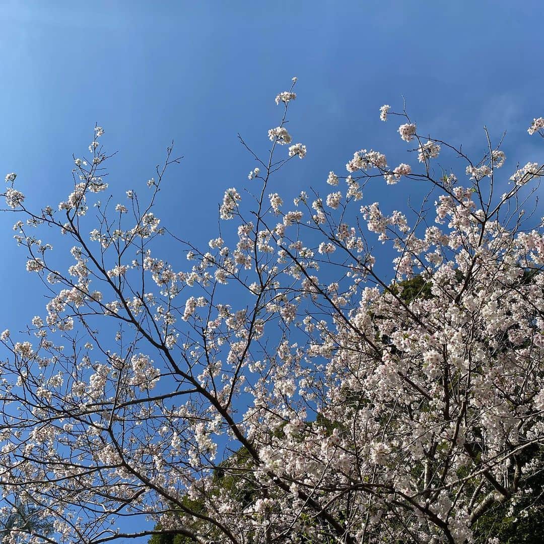 板谷由夏 さんのインスタグラム写真 - (板谷由夏 Instagram)「気温差ありまくりの関東のお天気。 雨もよく降るね。 春は何かとバランス崩しがち。 ご自愛ください。 散歩してたら花々が美しい季節ですね。」3月29日 19時46分 - yukaitaya