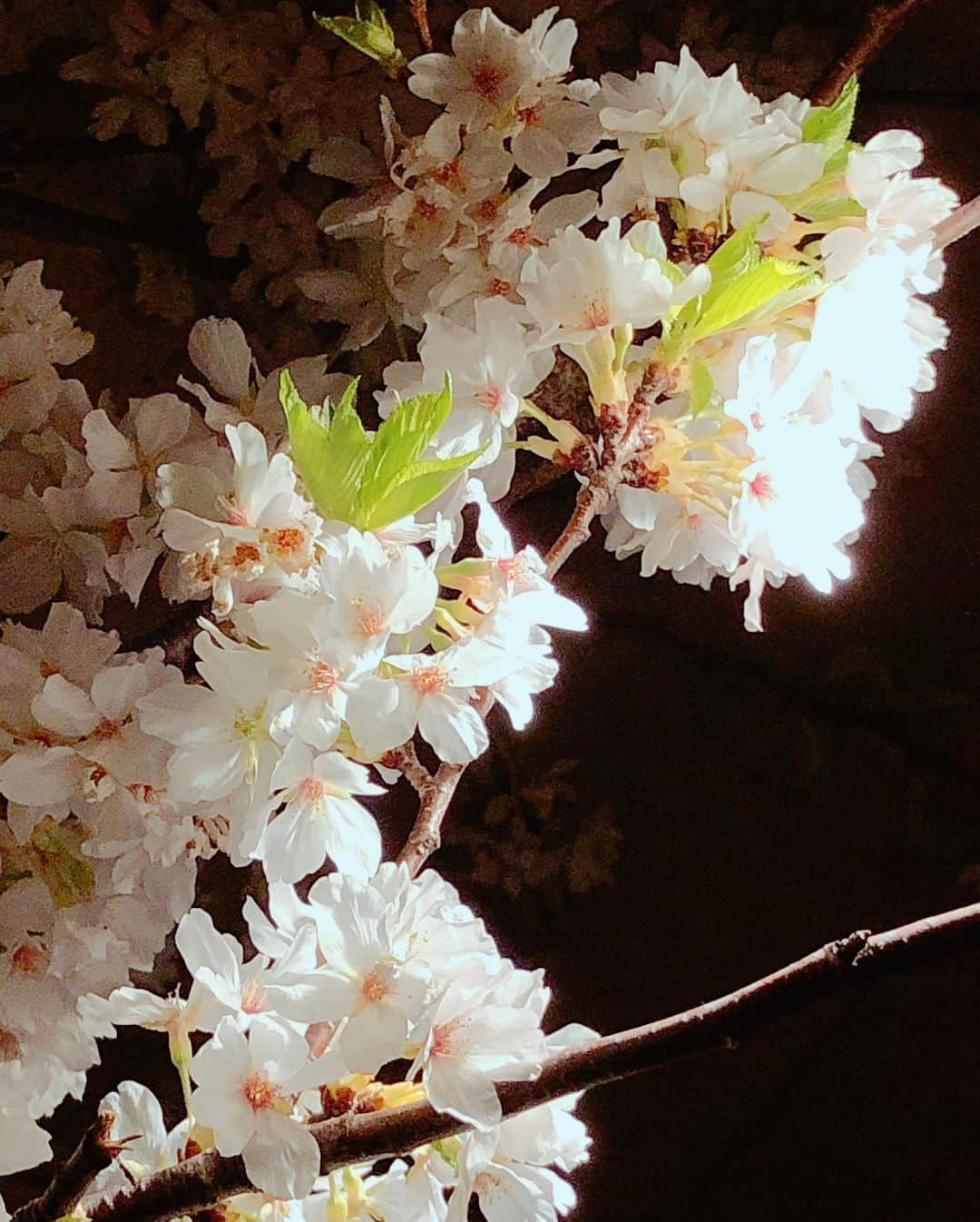 松井理子さんのインスタグラム写真 - (松井理子Instagram)「本日のお通し  551の焼売 彼岸で実家に墓参りしてきたので買ってきましたー。  本日のご飯 焼きビーフン  何か急に雨降ってきましたね🙃🙃 お湯割りが美味しいですよ😁  #桜まだ咲いてます #マスカでお花見 #桜と自撮り #ちょっと葉っぱはえてきた #たかこ出勤 #マスカレードカフェ #新宿御苑 #新宿三丁目 #新宿二丁目 #女装MIXBAR」3月29日 19時49分 - ume_ume_phot