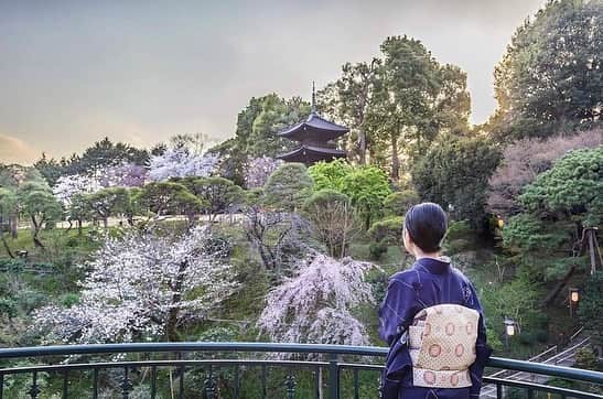 ホテル椿山荘東京さんのインスタグラム写真 - (ホテル椿山荘東京Instagram)「. 美しい日本の風情ある景色をお楽しみください🌸 The sight of the Japanese garden is stunning.   Repost📷 @jimmy.cohrssen  Thank you for wonderful pictures!!!  @hotelchinzansotokyo_official  #sakura_hct #cherryblossom  #japanphoto #stunning #kimono #tokyospring」3月29日 19時59分 - hotelchinzansotokyo_official