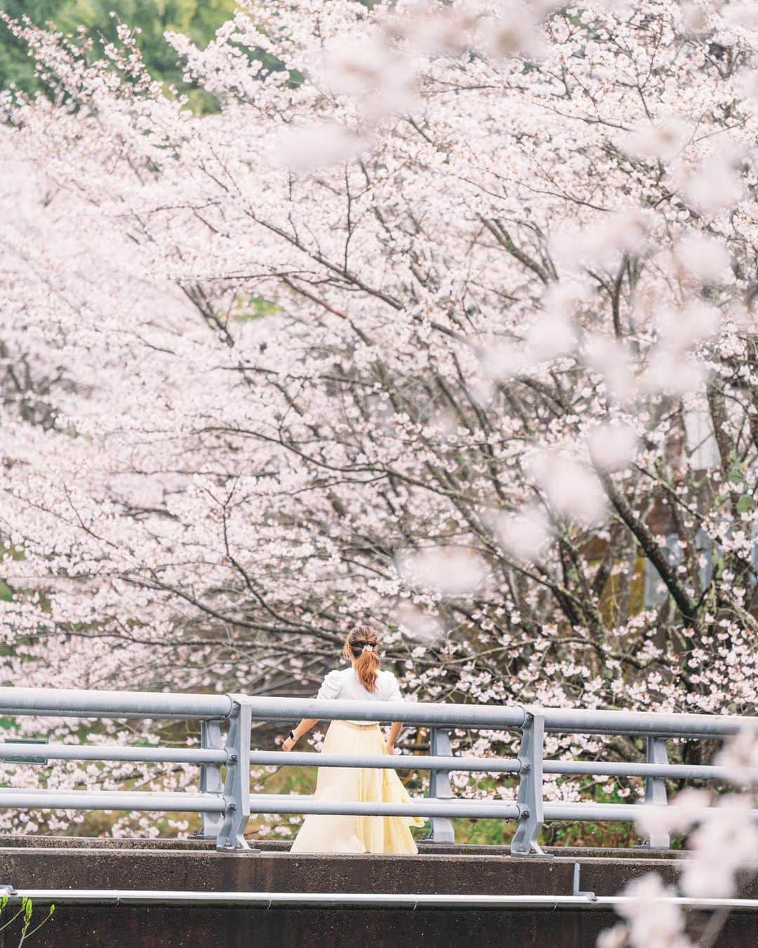 もろんのんさんのインスタグラム写真 - (もろんのんInstagram)「長崎県波佐見町で桜を見るのは今年が2回目🌸  土手の桜並木は残念ながらまだ2部咲きでしたが、鬼木方面の方でちらほらみれてよかった☺️  少し前に冬にはプライベートで来たから、次は秋の紅葉の季節に訪れてみたいなぁ🍁  #波佐見ふぉとりっぷ  #波佐見ふぉとりっぷツアー  📍長崎県波佐見町 / Hasamitown,Nagasaki,Japan @hasami_town @hasami.kanko」3月29日 19時53分 - moron_non
