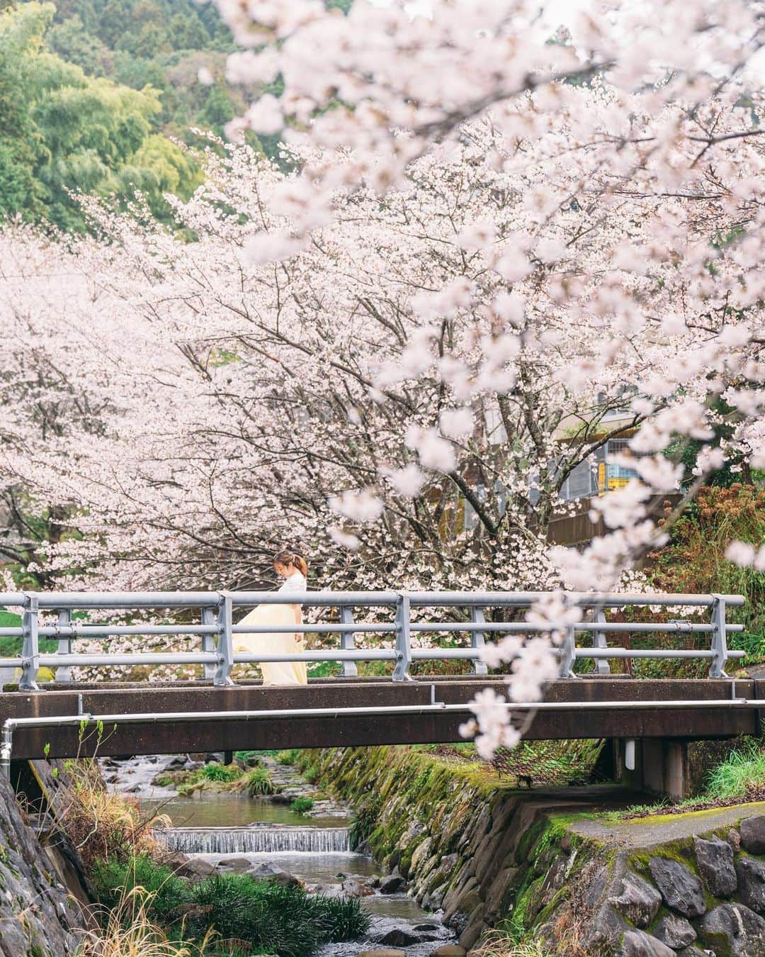 もろんのんのインスタグラム：「長崎県波佐見町で桜を見るのは今年が2回目🌸  土手の桜並木は残念ながらまだ2部咲きでしたが、鬼木方面の方でちらほらみれてよかった☺️  少し前に冬にはプライベートで来たから、次は秋の紅葉の季節に訪れてみたいなぁ🍁  #波佐見ふぉとりっぷ  #波佐見ふぉとりっぷツアー  📍長崎県波佐見町 / Hasamitown,Nagasaki,Japan @hasami_town @hasami.kanko」