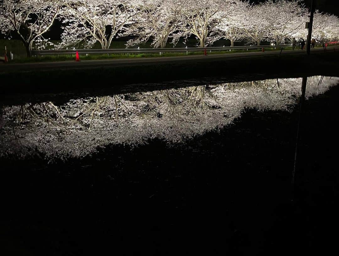 福原美穂さんのインスタグラム写真 - (福原美穂Instagram)「夜桜をたのしみました We enjoyed cherry blossom.」3月29日 19時54分 - miho_fukuhara
