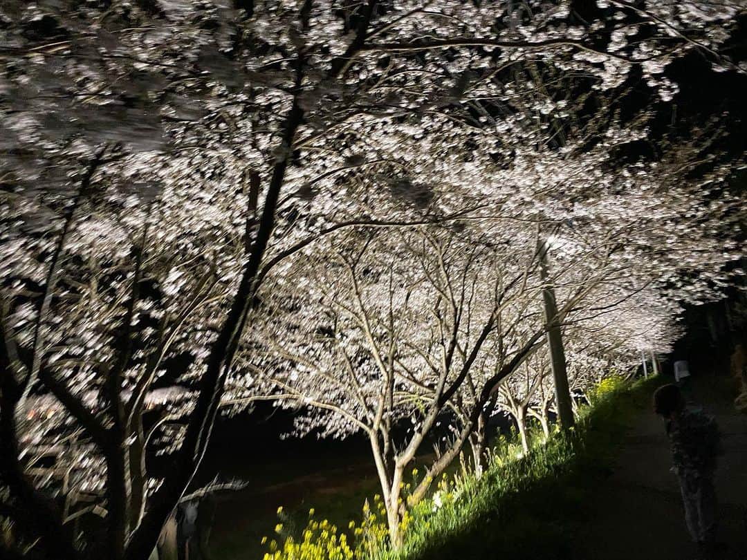 福原美穂さんのインスタグラム写真 - (福原美穂Instagram)「夜桜をたのしみました We enjoyed cherry blossom.」3月29日 19時54分 - miho_fukuhara