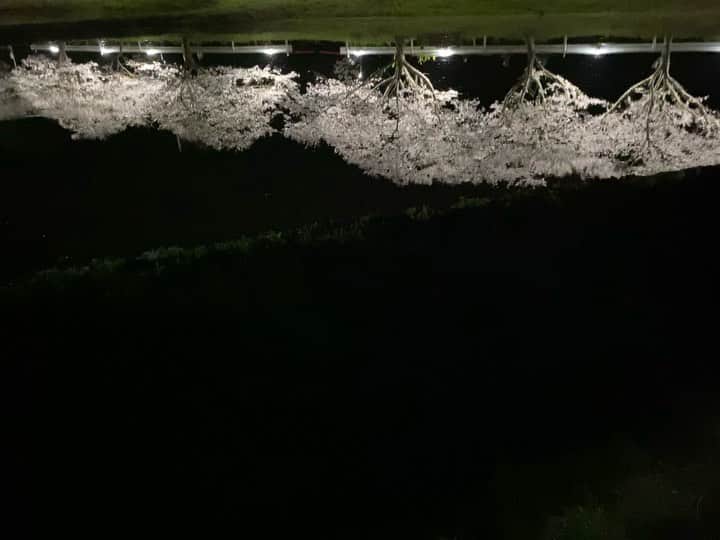 のインスタグラム：「夜桜をたのしみました We enjoyed cherry blossom.」