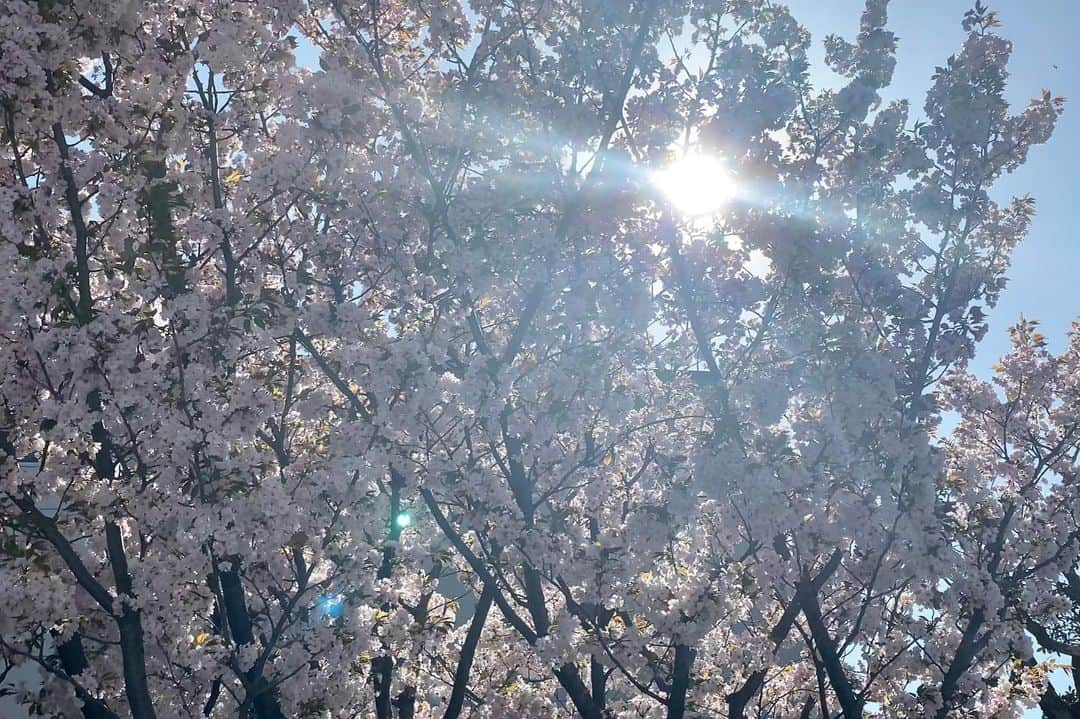 yupinokoさんのインスタグラム写真 - (yupinokoInstagram)「⌘2023.3.29⌘ . . すっかり春ですね🍀 春になると新しくなにか始まるような 期待感でワクワクします。  ふらりと太宰府に立ち寄ってみたら 平日なのに人の多さにびっくり🫢  外国人の方もたくさん、 コロナ前のような賑わいに戻っていました。  秋の紅葉も綺麗だけど 春の太宰府も美しかったです⛩🌸  #ヴィンテージ家具 #DIY家具 #thonetchair  #LeCorbusier #corbusierchair  #vintagefurniture #リビング #セルフリノベーション #DIYクリエイター #woodworking #interiordecor」3月29日 20時07分 - yupinoko