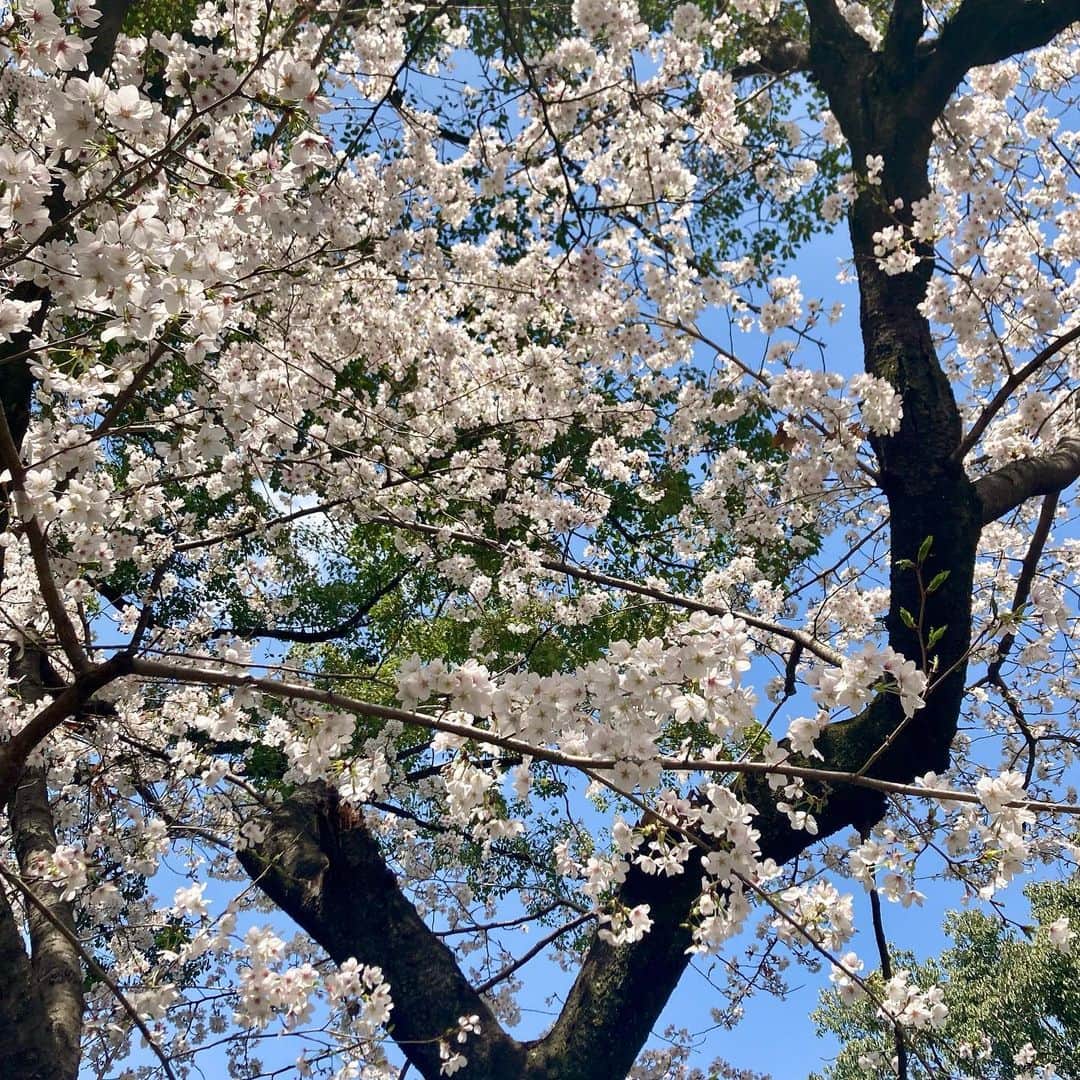 六車奈々さんのインスタグラム写真 - (六車奈々Instagram)「里帰りでは、久々に藤森神社へお参りに行けました❤️藤森さんは、私にとって氏神様。七五三やお祭りなど、多くの思い出があります。 桜も綺麗でした🌸  #藤森神社 #里帰り」3月29日 20時07分 - nanarokusha