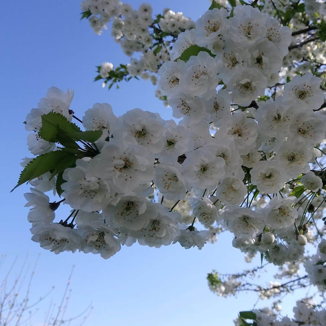 Candlewick Co., Ltd.さんのインスタグラム写真 - (Candlewick Co., Ltd.Instagram)「イギリスベースで仕事をするジェマ です！今回のテーマは春。  イギリスの春といえば、（とても！）長い冬が終わってようやく庭に腰を下ろし、美しい春の空気、暖かな日差し、華やかな花々を楽しむことができるようになります。  私は幸運にも庭に桜の木があるので、雨が降らなければいつもその下で息子とピクニックをして、花見を楽しむようにしています！  今年は（イースター休暇が遅くなったおかげで）カンブリア州の湖水地方へも足を延ばす予定です。イングランドの北西部に位置する湖水地方は、いくつかある美しい湖と険しい山々のおかげで、人気のある散歩コースとなっています。ウィリアム・ワーズワース、サミュエル・コールリッジ、ジョン・ラスキン、ビアトリクス・ポターなどの文豪に刺激を与えた、本当に美しい風景が広がっている場所です。私たちは、農場が改造された納屋に滞在予定なので、田園風景を楽しみながらたくさん歩き、イースターのエッグハント（チョコレート卵！）を楽しみたいと考えています。そして、新たなインスピレーションを得てきたいと思います！  It's Gemma here, and I'm going to introduce my plans for the spring season.   Spring in the UK means enjoying the beautiful spring air, warmer days, gorgeous blossoms and finally being able to sit out in the garden after a (very!) long winter.  I'm lucky enough to have a cherry blossom tree in my garden, so I always try to enjoy the flowers by having a picnic with my son underneath them. If it doesn't rain!   This year (thanks to the late Easter holidays) we will also travel to the Lake District in Cumbria. The Lake District is in the Northwest of England, and a popular walking destination thanks to its beautiful lakes and rugged mountains. It's a place of true beauty, and has inspired literary greats such as William Wordsworth, Samuel Coleridge, John Ruskin and Beatrix Potter. We will be staying in a converted barn on a working farm, so are looking forward to immersing ourselves in the countryside, doing lots of scenic walking, and enjoying an Easter egg hunt (chocolate eggs!). And hopefully being inspired too!  #キャンドルウィック #広報 #マーケティング #サステナブルPR #コミュニケーションデザイン #candlewickpr #tokyopr #communicationdesign  #湖水地方 #春休み #イギリス  #sustainablePR #branding #marketing #LakeDistrict #SpringHolidays #Spring #EasterHoliday #Easter」3月29日 20時00分 - candlewick_jp
