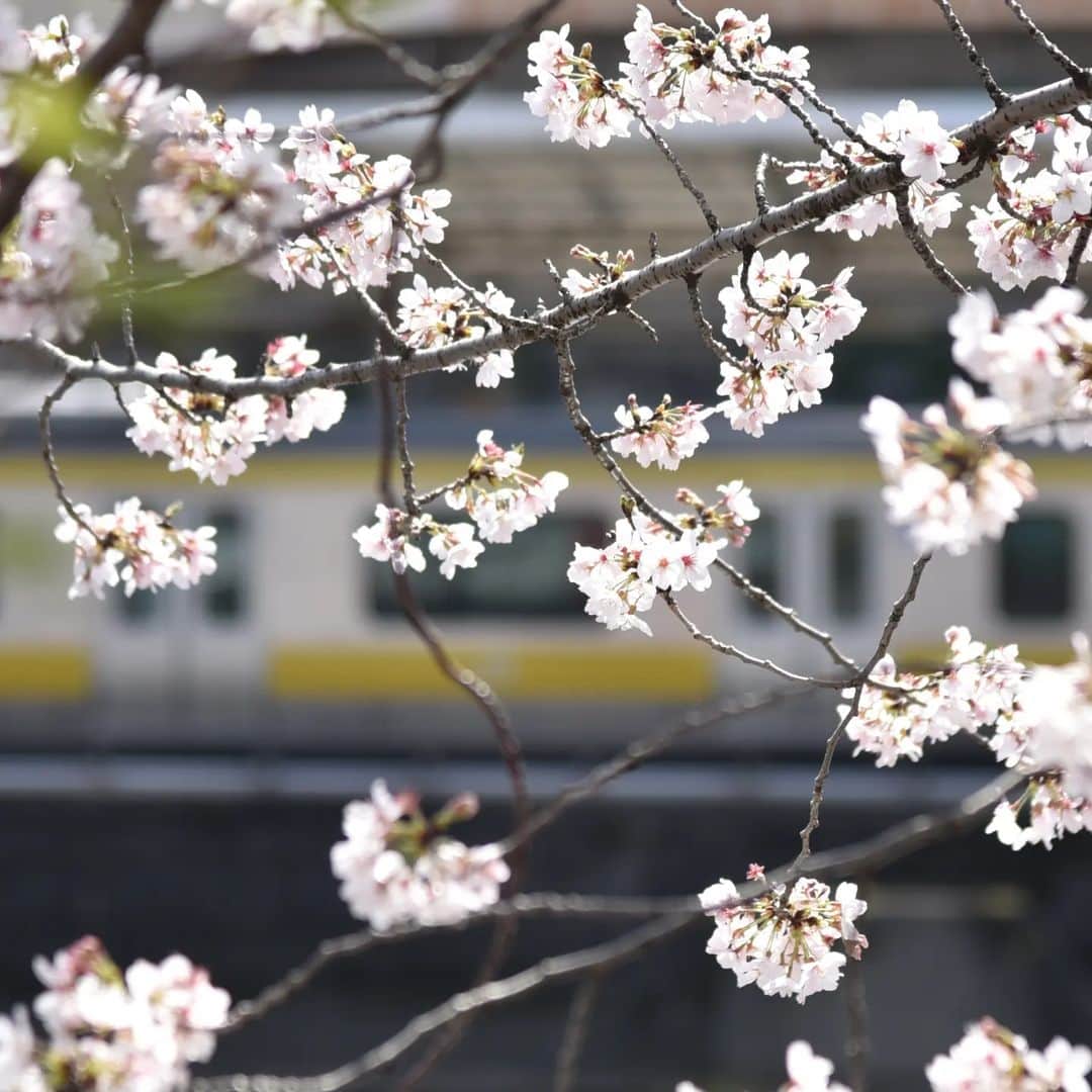gentenさんのインスタグラム写真 - (gentenInstagram)「うつろい便り⁡  市谷駅への通り道の桜並木。  ⁡晴れ間の覗いた今日は桜の下をゆっくり散歩する人で賑わいました。  つられて静かにのんびり桜を愛でる桜人に。 ⁡⁡ ----------------------------------------------⁡⁡⁡⁡ #genten　#ゲンテン　#桜　#桜の花　#総武線　#ソメイヨシノ#四季 #花言葉　#春の景色」3月29日 20時00分 - genten_official