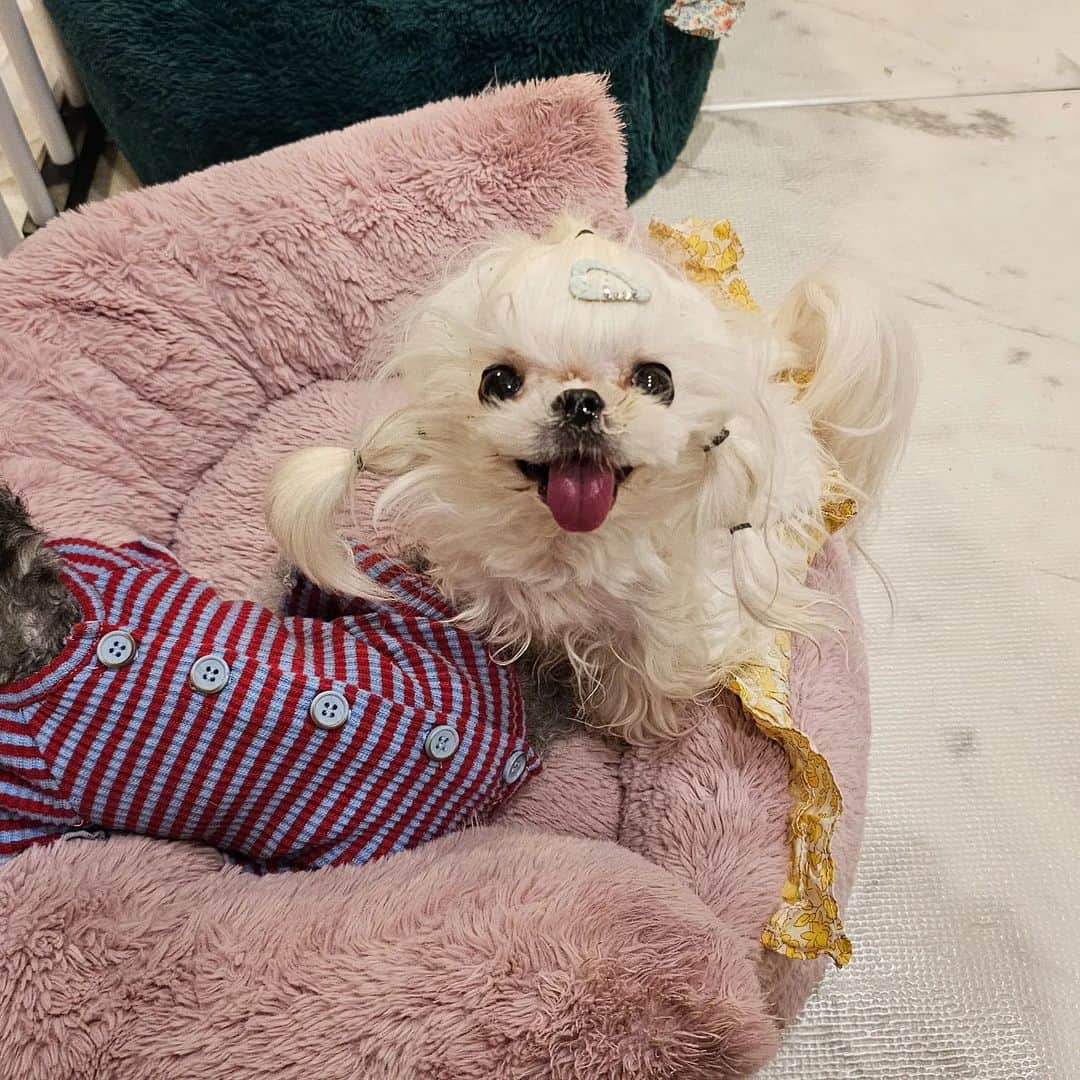 띠비비샤샤루루슈엘のインスタグラム：「. 해맑은 내사랑 칭🐶 . . . #Ching #칭 #SuperSOnic #Teddybear #maltese #maltesepuppy」