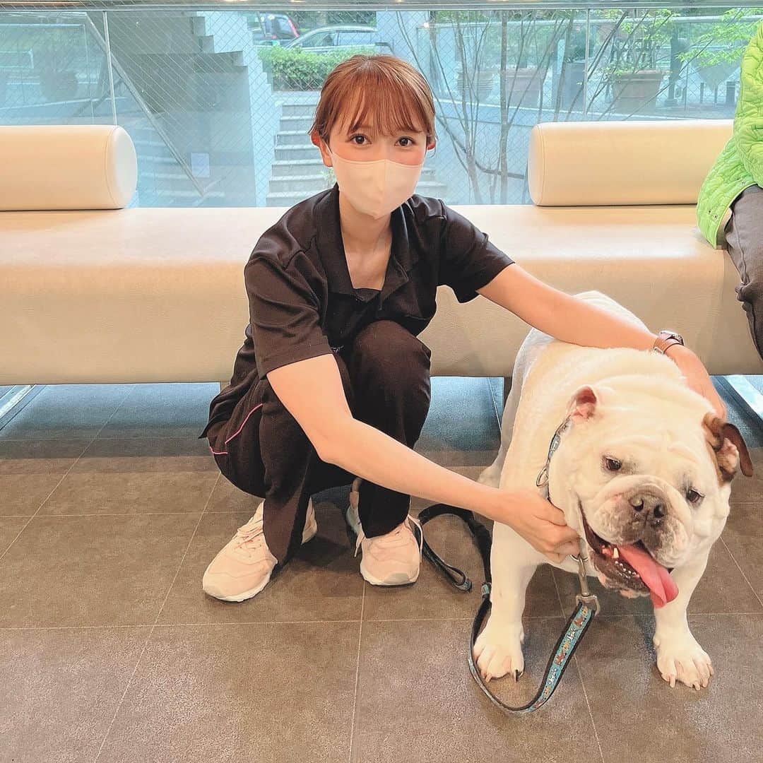 下薗なおこのインスタグラム：「大好きなドラちゃん💙 オープンから大変お世話になりました。 ありがとうございました😃❣️  ４月からは環境が少し変わりますが 引き続き３病院勤務頑張ります🏥🐶🐱  ※勤務日数に変更がありますが勤務は継続です☺︎  春の予防シーズン始まって毎日忙しいですが頑張って乗り切りたいです🐶💉🌸フィラリア予防お忘れなく🦟  #動物病院　#ブルドッグ　 #犬  #ブルちゃん #dog #dogsofinstagram  #dogs  #犬猫 #港区動物病院 #獣医師　 #bulldog #ブルドック　 #犬の学校  #都内動物病院　#動物病院ホテル #動物病院トリミング  #診察室　#動物病院併設サロン  #ドッグホテル #犬の幼稚園 #いぬのしつけ  #犬のマナースクール」