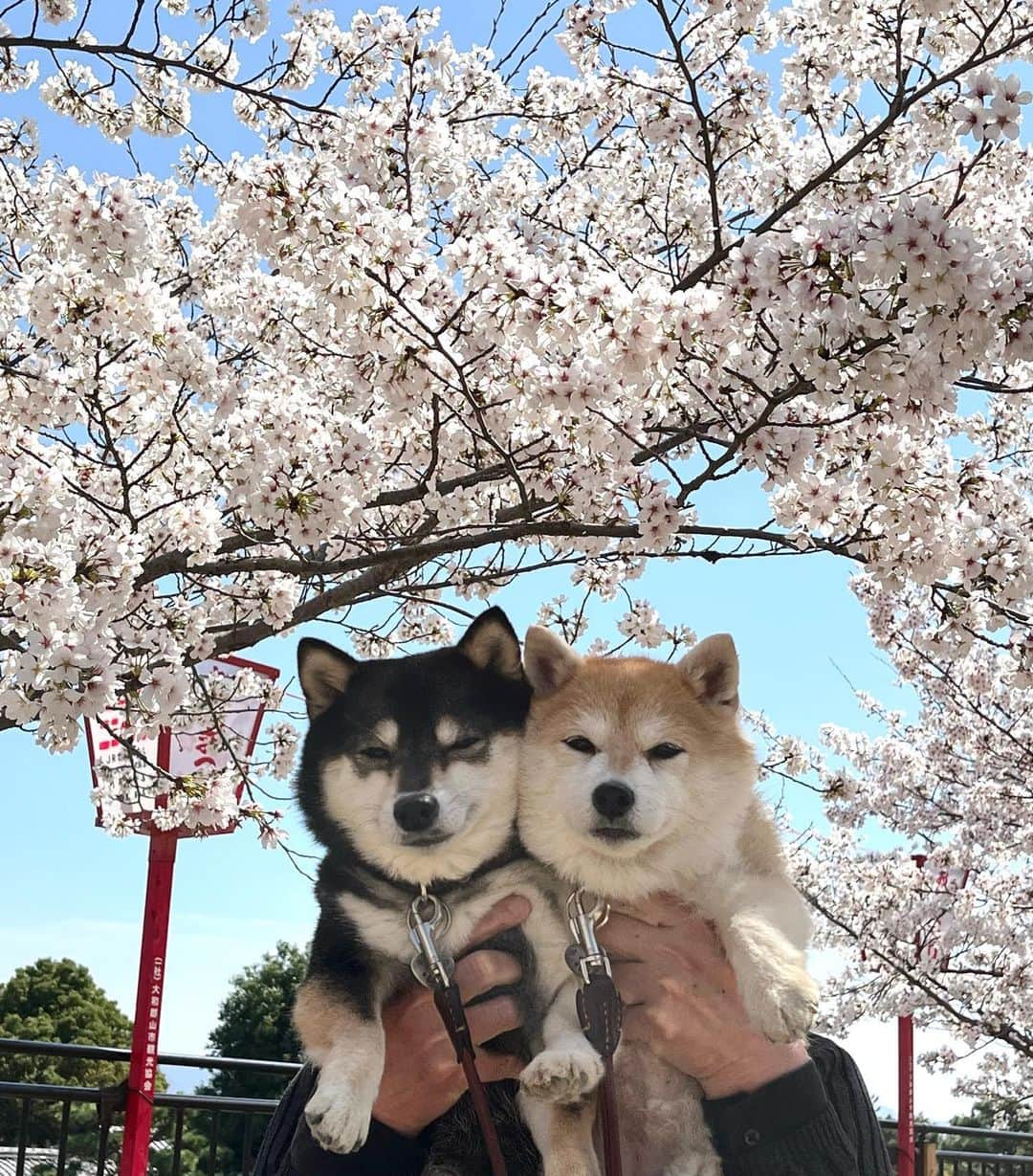 豆柴なつ&ふゆのインスタグラム