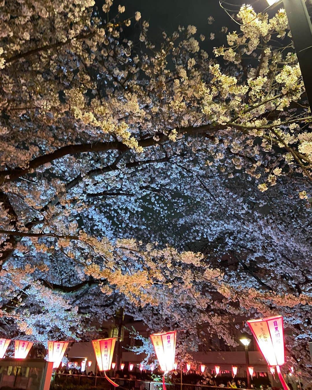 ののこさんのインスタグラム写真 - (ののこInstagram)「夜桜、🌸🌘」3月29日 20時04分 - nontaso2525