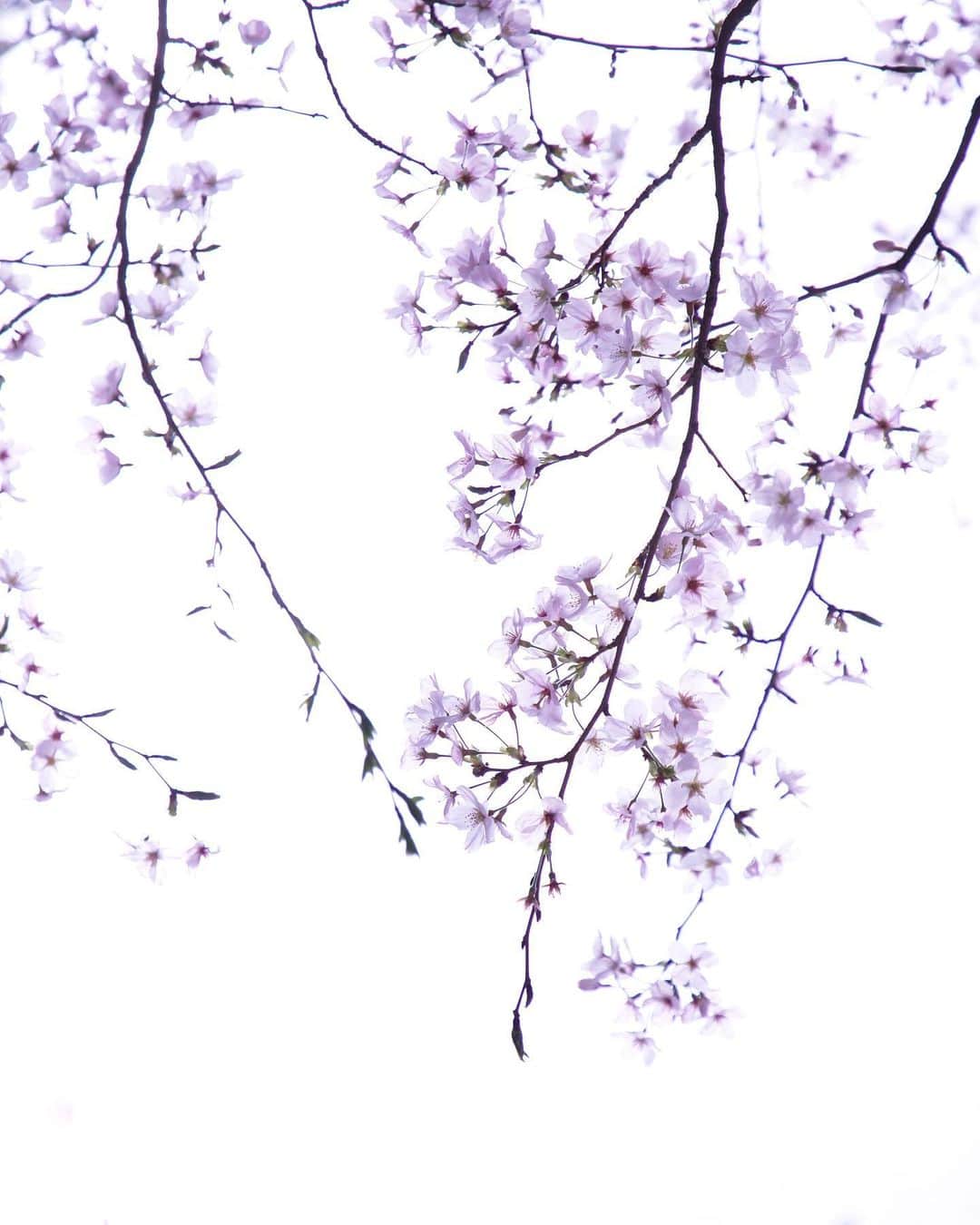 のインスタグラム：「cherry blossoms🌸🌸🌸  さくらんらん♪  #桜」