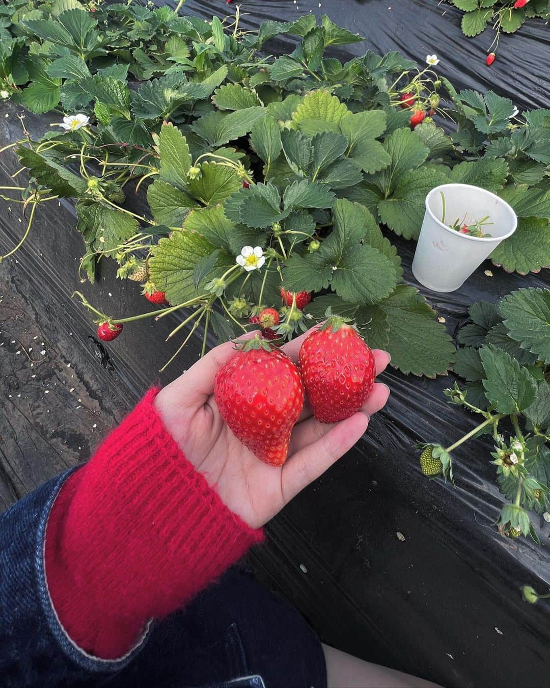 福田一華のインスタグラム：「#いちご狩り 🍓」