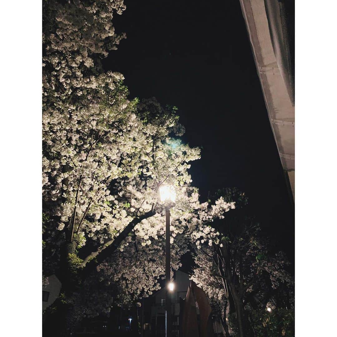 遠藤瞳のインスタグラム：「雨が一瞬やんだ帰り道 もふもふの夜桜見られた🌸☺️  #桜 #cherryblossom」