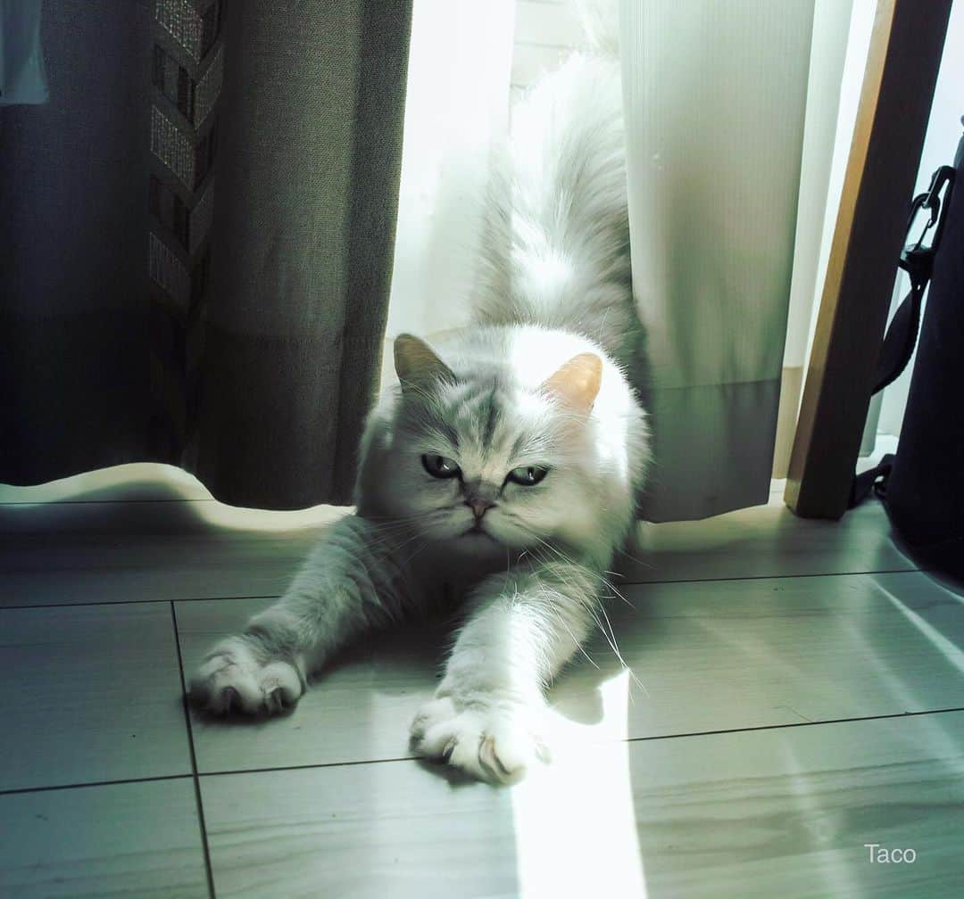 Shishi-maruのインスタグラム：「今朝のまるこ  #猫 #猫のいるくらし #Maruko #まるこ #Sigma #DP3 #SigmaDP3Merrill #cat」