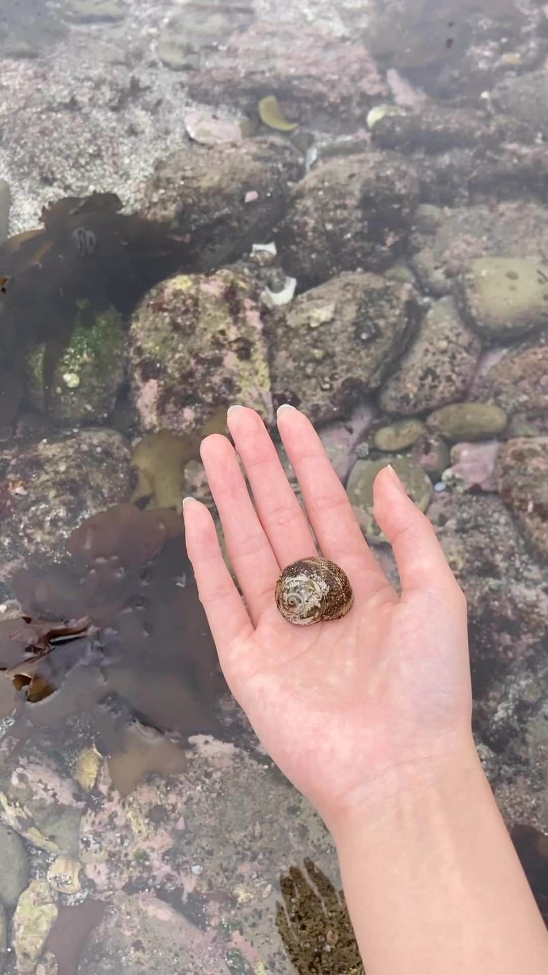 のインスタグラム：「🐚🐚🐚🐚  うみにはいろんな生きものがいていそがしい  #BEYOOOOONDS#島倉りか」