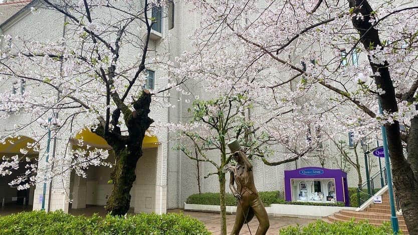 綺華れいさんのインスタグラム写真 - (綺華れいInstagram)「鳴海じゅん・綺華れい オーラレッスンの生徒さん達から合格の嬉しいお知らせ‼️おめでとう😄🙌✨  晴れやかな青空と、 満開の桜の中、 合格された111期生の皆さん おめでとうございます🌸  諏訪あい先生と😄💖  https://shiningstars.jp/  #宝塚音楽学校 #合格発表 #111期生 #おめでとうございます #諏訪あい 先生 #諏訪ミュージカルスクール #鳴海じゅん #綺華れい #オーラレッスン #shiningstars  #オンリーワンパーソナルレッスン #宝塚og  #宝塚歌劇団」3月29日 20時21分 - rei_ayaka