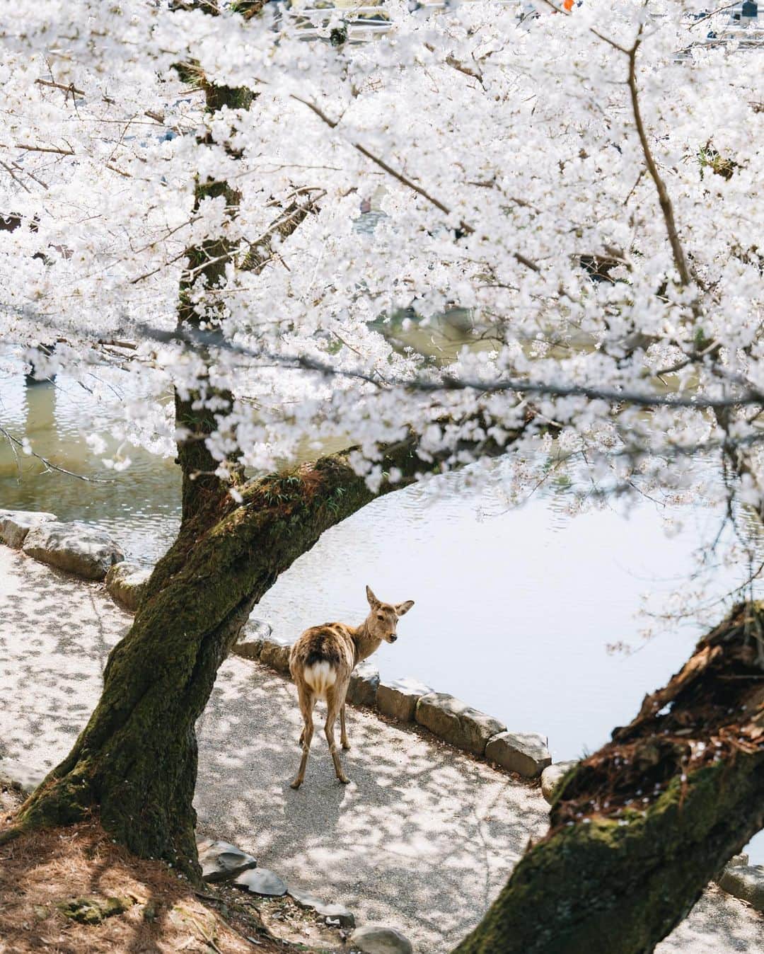 fuka_09さんのインスタグラム写真 - (fuka_09Instagram)「⁡ 春の奈良公園を散策しました 浮見堂周辺も春で溢れているので おすすめですよ✿ ⁡ #奈良公園 #浮見堂 #わたしは奈良派 ⁡ ⁡ #Z7ii #Nikon #nikoncreators ⁡ 1.2枚目 NIKKOR Z 14-24mm f/2.8 S その他 NIKKOR Z 70-200mm f/2.8 S」3月29日 20時22分 - fuka_09