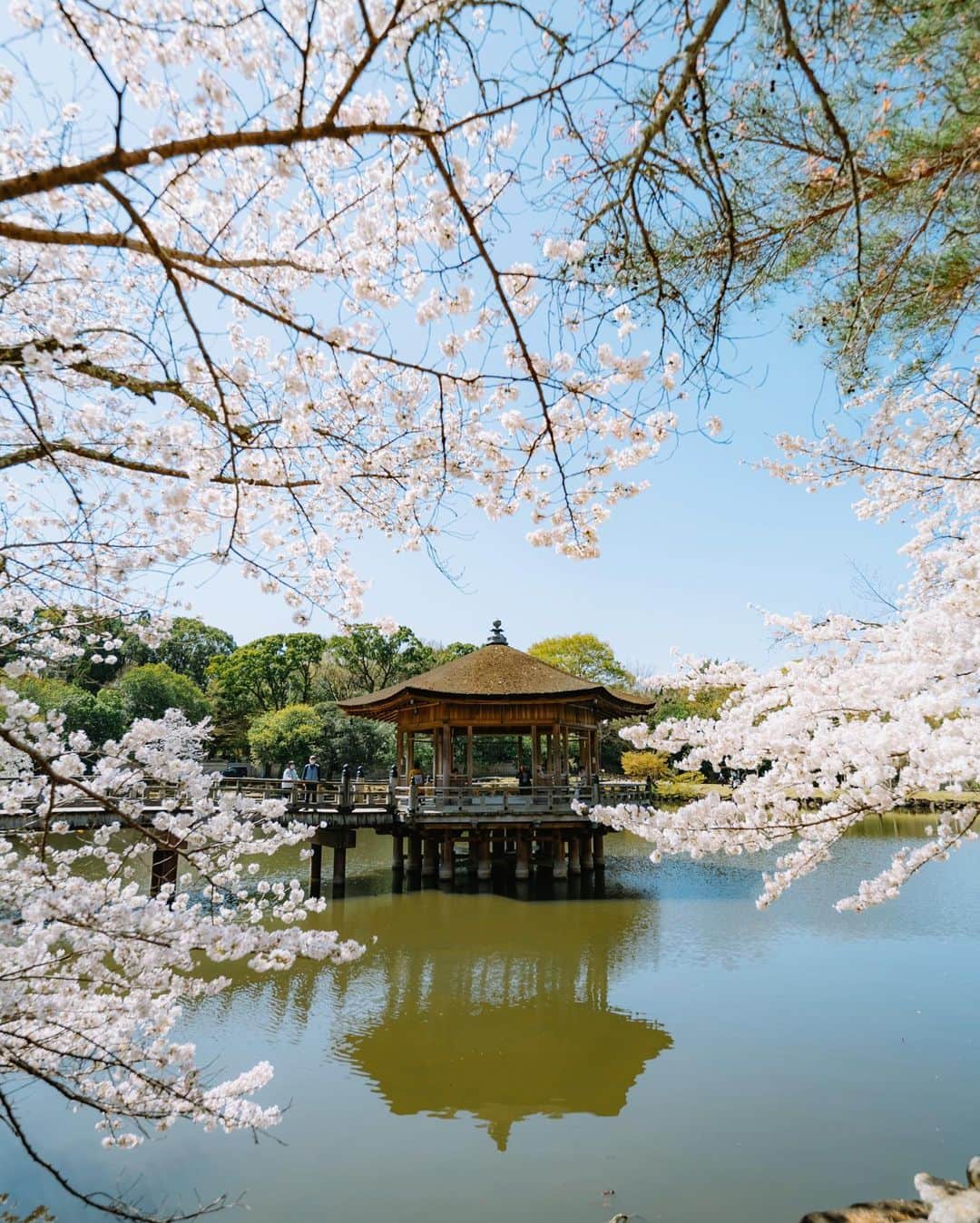 fuka_09さんのインスタグラム写真 - (fuka_09Instagram)「⁡ 春の奈良公園を散策しました 浮見堂周辺も春で溢れているので おすすめですよ✿ ⁡ #奈良公園 #浮見堂 #わたしは奈良派 ⁡ ⁡ #Z7ii #Nikon #nikoncreators ⁡ 1.2枚目 NIKKOR Z 14-24mm f/2.8 S その他 NIKKOR Z 70-200mm f/2.8 S」3月29日 20時22分 - fuka_09