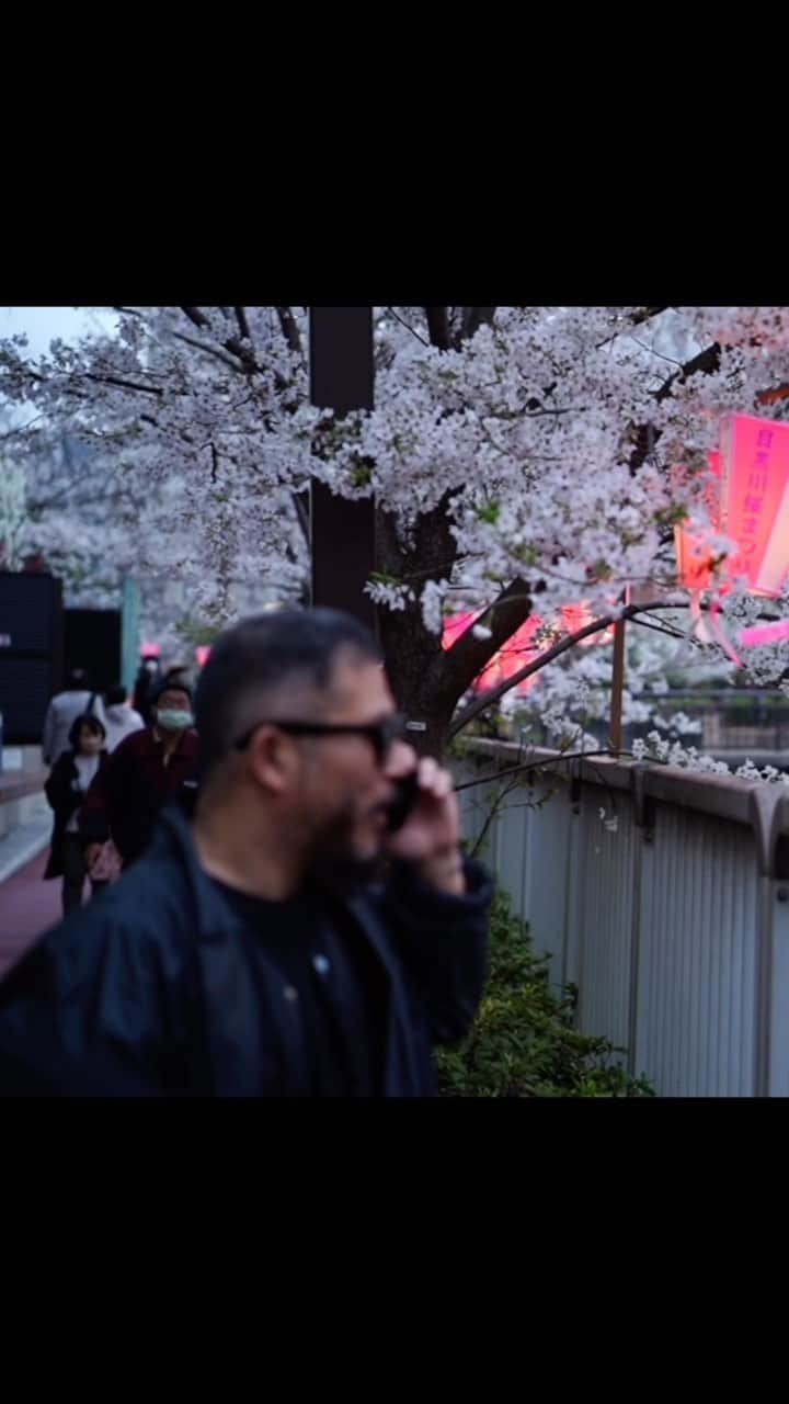 ヨシオクボのインスタグラム：「中目黒は桜でとても混雑である 実家がある夙川という所も桜でこの時期とても混雑である とても混雑だが、桜はとても美しい」