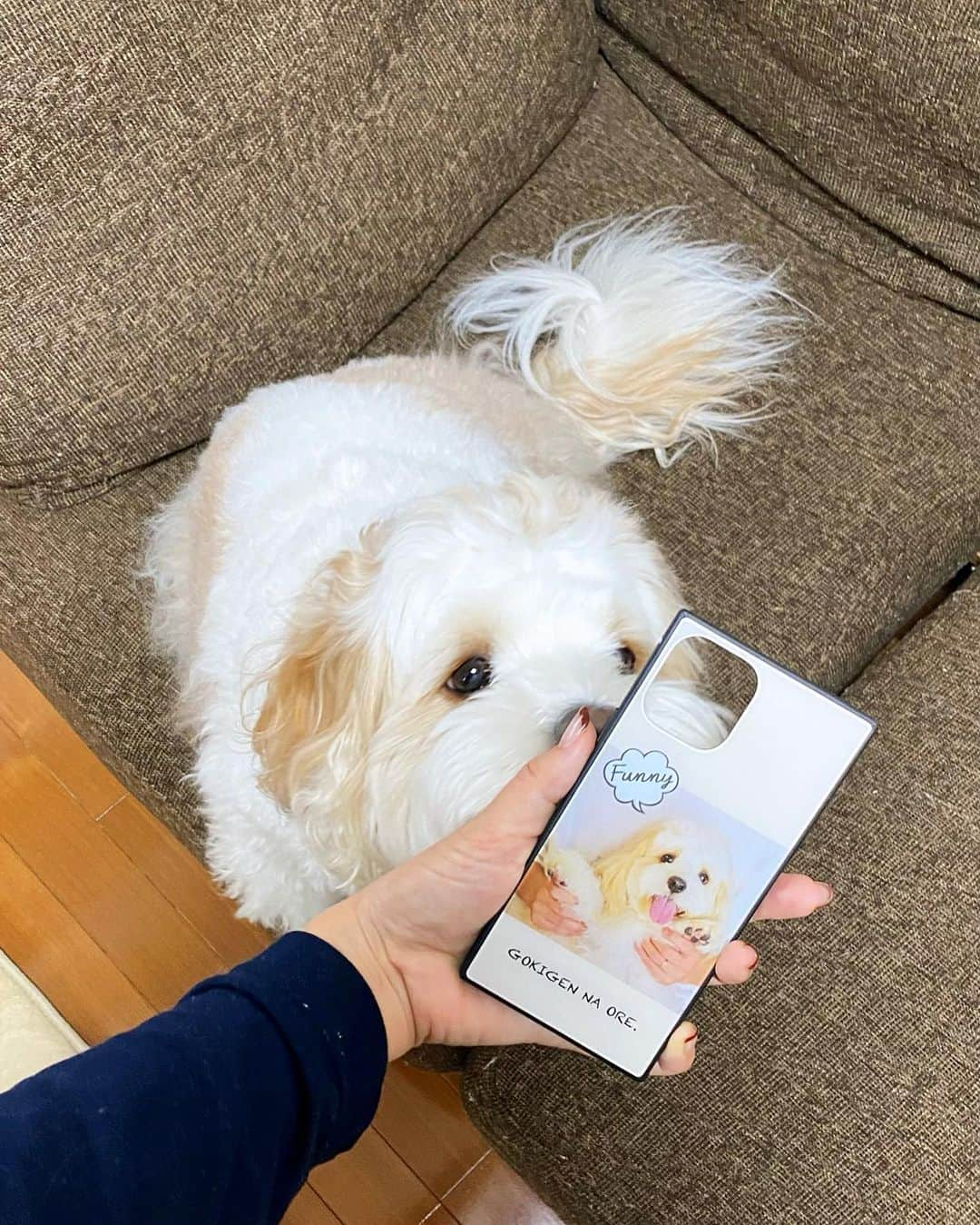 あんちゃんさんのインスタグラム写真 - (あんちゃんInstagram)「スマホケース🐶📱🦴  使ってたケースがボロボロなって そろそろ買い替えようかなぁ〜と思って 探してたのですが🤔  深夜のネットサーフィン中に 急に思い立って あんちゃんのスマホケース作ってみた😍  あんちゃんの写真選んで 自分でデザインして… 思ってたより全然簡単にできたし 楽しかったです📱✨  できたのがこちら👆❤️ 割とシンプルデザインだけど 結構気に入ってるーーーー🎶  どうでしょう🥰？？？  ニコニコあんちゃんの写真 可愛すぎて癒される😭  まさに 『GOKIGEN NA ORE🐾』笑  世界に一つだけのスマホケース❤️ あんちゃんグッズが自分で作れて 大満足ですっ☺️❤️❤️  ちなみに作ったアプリは @designcase_jp さん✨  スマホケースを 我が子デザインにするの オススメですよ🐕💓  #キャバションあんちゃん #デザインケース  #あんちゃん　#ぬいぐるみ犬 #スヌーピー  #スヌーピー犬 #キャバション　#キャバビション　 #キャバリア #キャバリアキングチャールズスパニエル #ビションフリーゼ　 #犬  #いぬすたぐらむ #犬のいる暮らし  #わんこなしでは生きていけません会 #いぬのきもち  #犬好きな人と繋がりたい #短足部　#比熊犬 #doglove #cavachon #inustagram #puppy  #snoopy #andy #멍스타그램 #개스타그램」3月29日 20時30分 - anchan_0115_andy