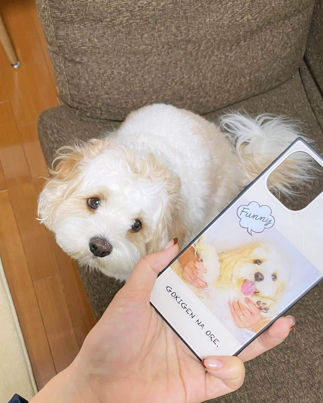 あんちゃんさんのインスタグラム写真 - (あんちゃんInstagram)「スマホケース🐶📱🦴  使ってたケースがボロボロなって そろそろ買い替えようかなぁ〜と思って 探してたのですが🤔  深夜のネットサーフィン中に 急に思い立って あんちゃんのスマホケース作ってみた😍  あんちゃんの写真選んで 自分でデザインして… 思ってたより全然簡単にできたし 楽しかったです📱✨  できたのがこちら👆❤️ 割とシンプルデザインだけど 結構気に入ってるーーーー🎶  どうでしょう🥰？？？  ニコニコあんちゃんの写真 可愛すぎて癒される😭  まさに 『GOKIGEN NA ORE🐾』笑  世界に一つだけのスマホケース❤️ あんちゃんグッズが自分で作れて 大満足ですっ☺️❤️❤️  ちなみに作ったアプリは @designcase_jp さん✨  スマホケースを 我が子デザインにするの オススメですよ🐕💓  #キャバションあんちゃん #デザインケース  #あんちゃん　#ぬいぐるみ犬 #スヌーピー  #スヌーピー犬 #キャバション　#キャバビション　 #キャバリア #キャバリアキングチャールズスパニエル #ビションフリーゼ　 #犬  #いぬすたぐらむ #犬のいる暮らし  #わんこなしでは生きていけません会 #いぬのきもち  #犬好きな人と繋がりたい #短足部　#比熊犬 #doglove #cavachon #inustagram #puppy  #snoopy #andy #멍스타그램 #개스타그램」3月29日 20時30分 - anchan_0115_andy