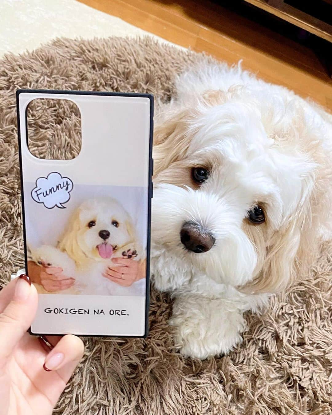 あんちゃんさんのインスタグラム写真 - (あんちゃんInstagram)「スマホケース🐶📱🦴  使ってたケースがボロボロなって そろそろ買い替えようかなぁ〜と思って 探してたのですが🤔  深夜のネットサーフィン中に 急に思い立って あんちゃんのスマホケース作ってみた😍  あんちゃんの写真選んで 自分でデザインして… 思ってたより全然簡単にできたし 楽しかったです📱✨  できたのがこちら👆❤️ 割とシンプルデザインだけど 結構気に入ってるーーーー🎶  どうでしょう🥰？？？  ニコニコあんちゃんの写真 可愛すぎて癒される😭  まさに 『GOKIGEN NA ORE🐾』笑  世界に一つだけのスマホケース❤️ あんちゃんグッズが自分で作れて 大満足ですっ☺️❤️❤️  ちなみに作ったアプリは @designcase_jp さん✨  スマホケースを 我が子デザインにするの オススメですよ🐕💓  #キャバションあんちゃん #デザインケース  #あんちゃん　#ぬいぐるみ犬 #スヌーピー  #スヌーピー犬 #キャバション　#キャバビション　 #キャバリア #キャバリアキングチャールズスパニエル #ビションフリーゼ　 #犬  #いぬすたぐらむ #犬のいる暮らし  #わんこなしでは生きていけません会 #いぬのきもち  #犬好きな人と繋がりたい #短足部　#比熊犬 #doglove #cavachon #inustagram #puppy  #snoopy #andy #멍스타그램 #개스타그램」3月29日 20時30分 - anchan_0115_andy