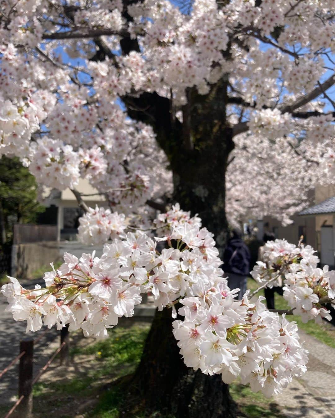 内田絢子さんのインスタグラム写真 - (内田絢子Instagram)「京都 哲学の道の桜。  どこまでも続く、満開の桜並木。 前を見ても、後を振り返っても 淡いピンクの桜に包まれている景色。 哲学の道の桜並木、1.8kmあるんだそう。  時間帯によって、少しずつ変化してゆく 空の色とのコントラストが本当に綺麗だった。  #桜 #京都桜 #京都桜散策 #哲学の道」3月29日 20時35分 - uccijun