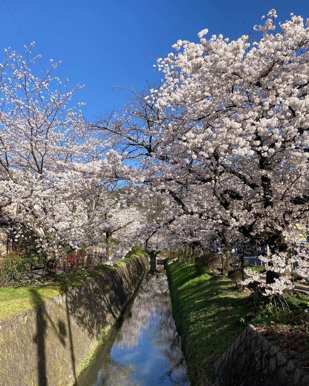 内田絢子さんのインスタグラム写真 - (内田絢子Instagram)「京都 哲学の道の桜。  どこまでも続く、満開の桜並木。 前を見ても、後を振り返っても 淡いピンクの桜に包まれている景色。 哲学の道の桜並木、1.8kmあるんだそう。  時間帯によって、少しずつ変化してゆく 空の色とのコントラストが本当に綺麗だった。  #桜 #京都桜 #京都桜散策 #哲学の道」3月29日 20時35分 - uccijun