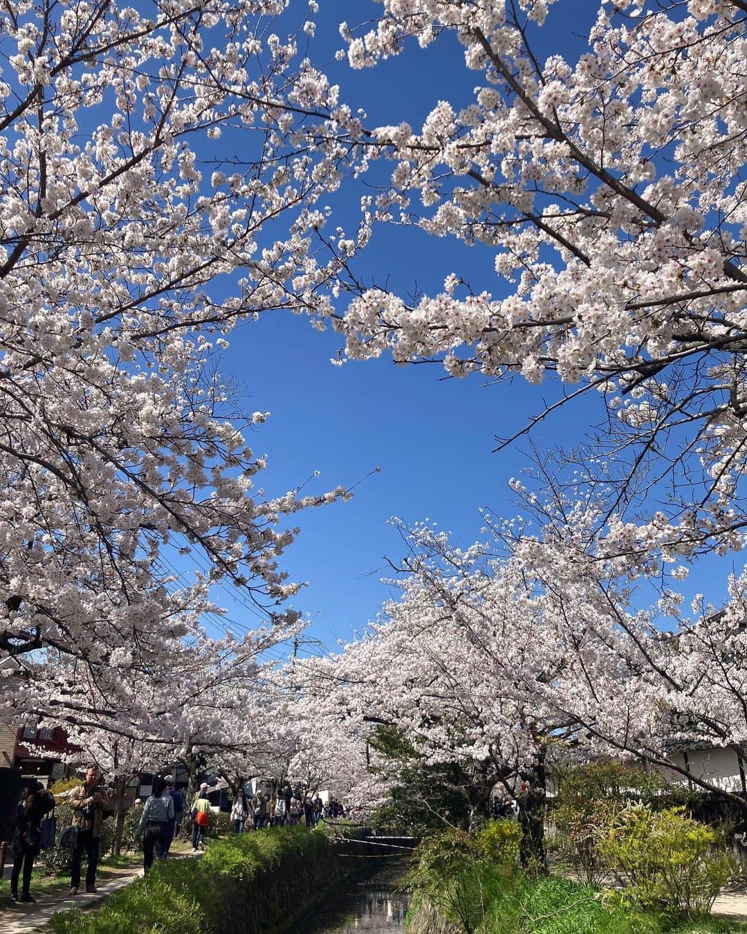 内田絢子のインスタグラム：「京都 哲学の道の桜。  どこまでも続く、満開の桜並木。 前を見ても、後を振り返っても 淡いピンクの桜に包まれている景色。 哲学の道の桜並木、1.8kmあるんだそう。  時間帯によって、少しずつ変化してゆく 空の色とのコントラストが本当に綺麗だった。  #桜 #京都桜 #京都桜散策 #哲学の道」