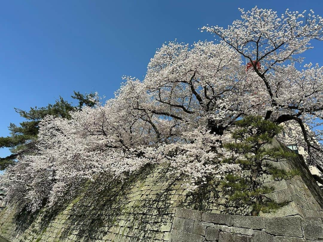 山中真さんのインスタグラム写真 - (山中真Instagram)「・ 今日の生中継は 福井の足羽川桜並木から♪  今日も快晴でまさに満開、 抜群に綺麗だったー。  足羽川だけでなく 福井城址の桜も ボリュームたっぷり こちらまでピンクに 染まりそう。  ライトアップも素敵でしたが、 こんなに絶景なのに 人が多くないのが嬉しいかも。  #mbs #よんチャンtv  #毎日生中継 #山ちゃん中継 #足羽川　#足羽川桜並木  #桜のトンネル #福井城址　#福井県福井市  #もちろん週末は混むはず  #独楽吟 #楽しみは生中継でリポートし #皆の笑顔満開な時」3月29日 20時41分 - makorine1120