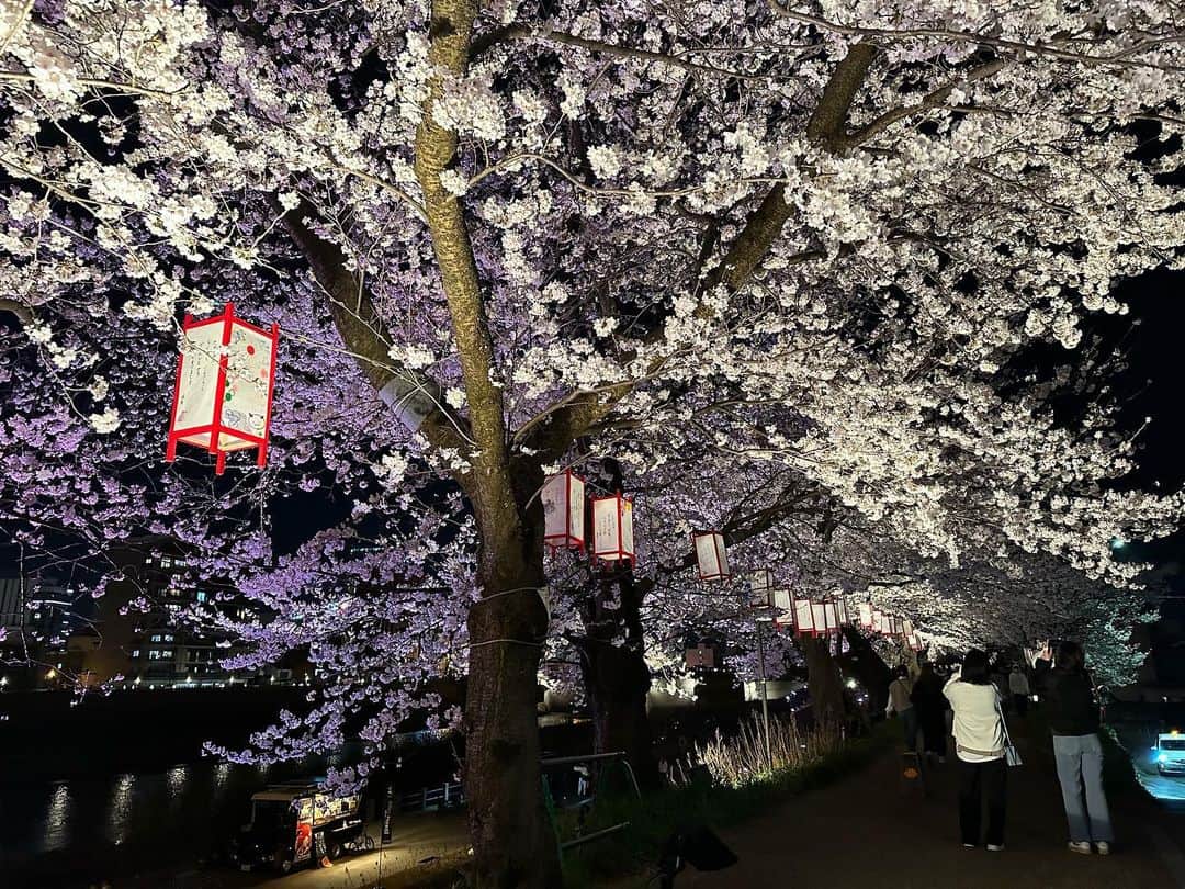 山中真さんのインスタグラム写真 - (山中真Instagram)「・ 今日の生中継は 福井の足羽川桜並木から♪  今日も快晴でまさに満開、 抜群に綺麗だったー。  足羽川だけでなく 福井城址の桜も ボリュームたっぷり こちらまでピンクに 染まりそう。  ライトアップも素敵でしたが、 こんなに絶景なのに 人が多くないのが嬉しいかも。  #mbs #よんチャンtv  #毎日生中継 #山ちゃん中継 #足羽川　#足羽川桜並木  #桜のトンネル #福井城址　#福井県福井市  #もちろん週末は混むはず  #独楽吟 #楽しみは生中継でリポートし #皆の笑顔満開な時」3月29日 20時41分 - makorine1120