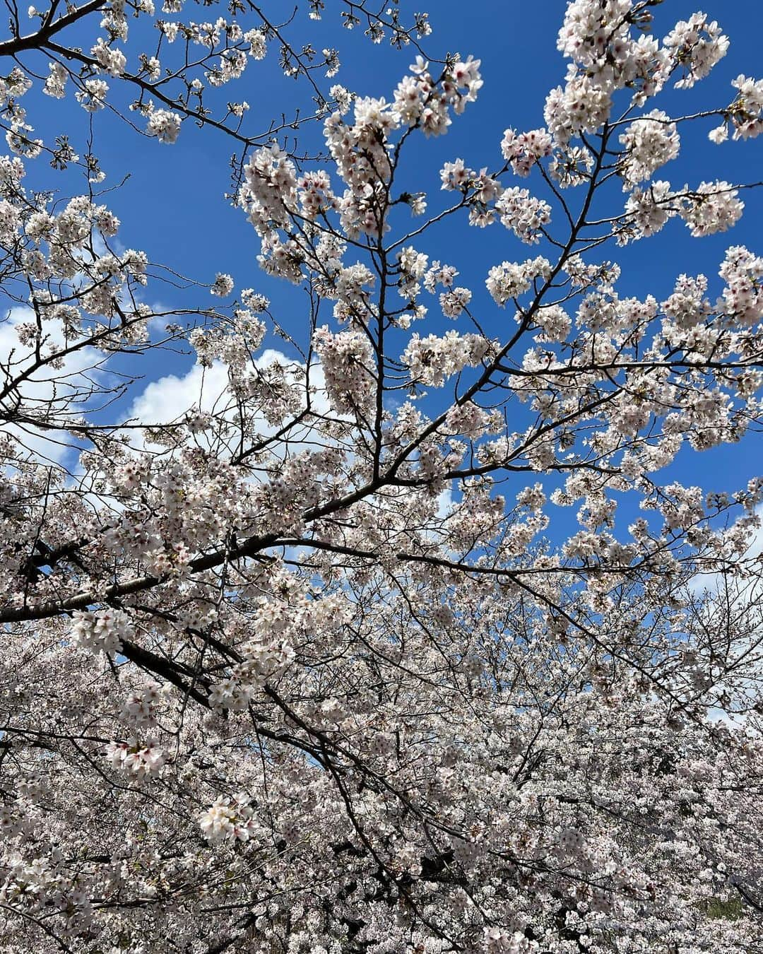 Chocolatさんのインスタグラム写真 - (ChocolatInstagram)「毎年恒例の永井家とのお花見🌸 @seiichinagai @happy_harumi  ・ ・ #5歳10ヶ月 #息子の春休み🫅🏻 #永井家アンド片寄家」3月29日 20時51分 - chocolatandakito