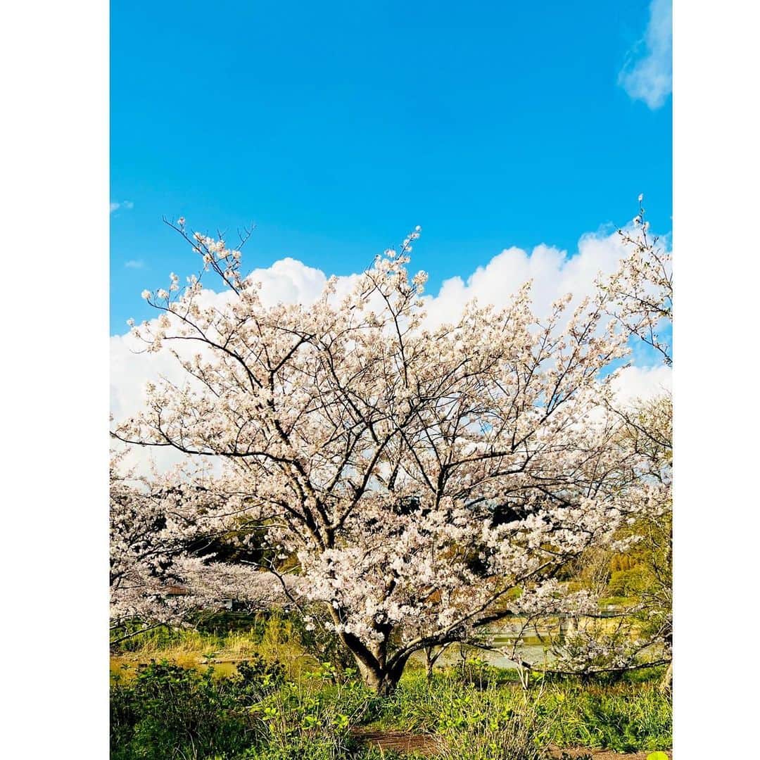 にしおかすみこさんのインスタグラム写真 - (にしおかすみこInstagram)「#お花見できた✨🙌  #すみこカメラマン😎 渾身のパシャパシャ、パシャパシャ、、  パシャパシャ  数うちゃあたる😳✨」3月29日 20時45分 - nishioka_sumiko