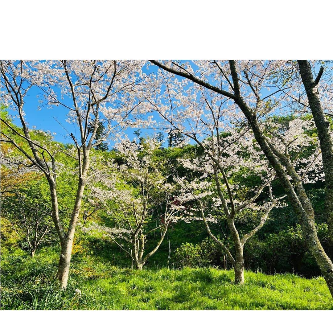 にしおかすみこさんのインスタグラム写真 - (にしおかすみこInstagram)「#お花見できた✨🙌  #すみこカメラマン😎 渾身のパシャパシャ、パシャパシャ、、  パシャパシャ  数うちゃあたる😳✨」3月29日 20時45分 - nishioka_sumiko